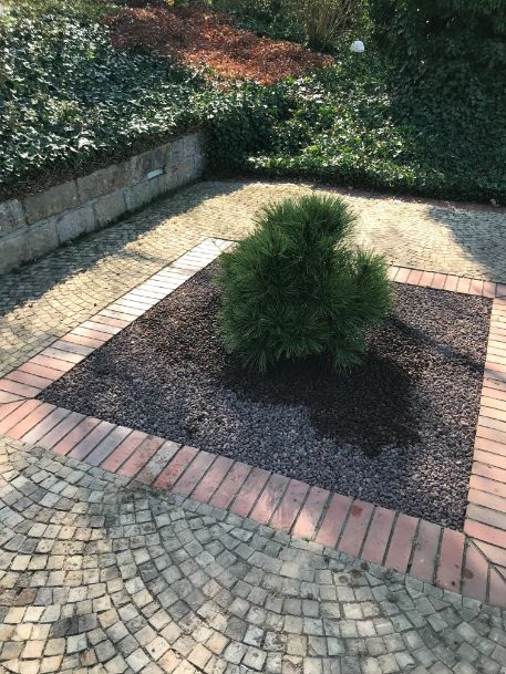 Neues Grün Beet Anlegen in Dresden Loschwitz