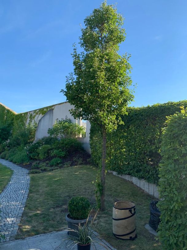 Umsetzen einer Wildkirsche von Bautzen nach Dresden