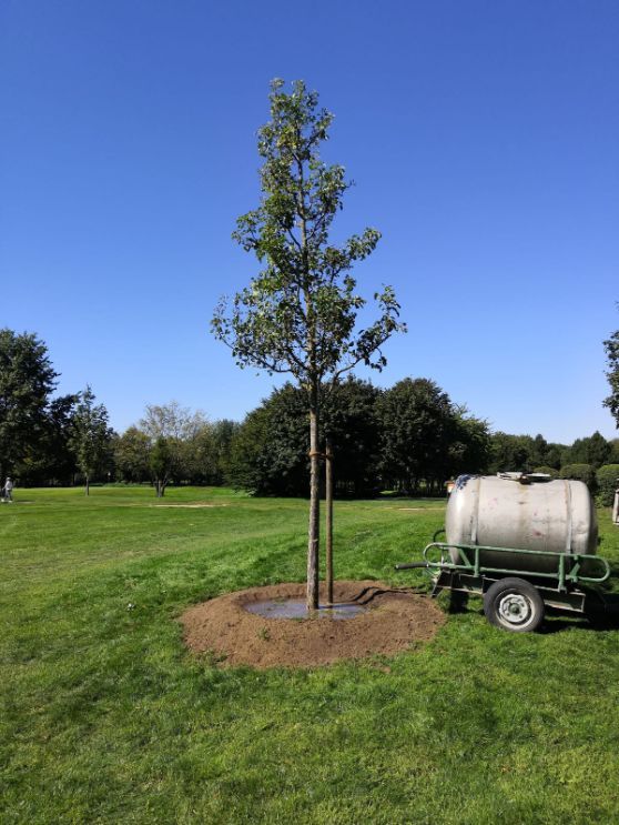 Umsetzen einer Wildkirsche von Bautzen nach Dresden