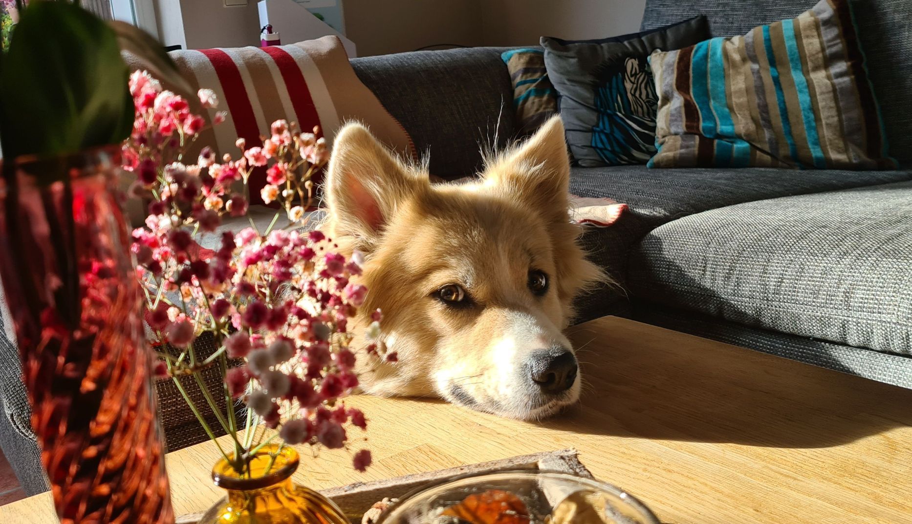 Hund Tessa sützt Kopf auf Tisch ab