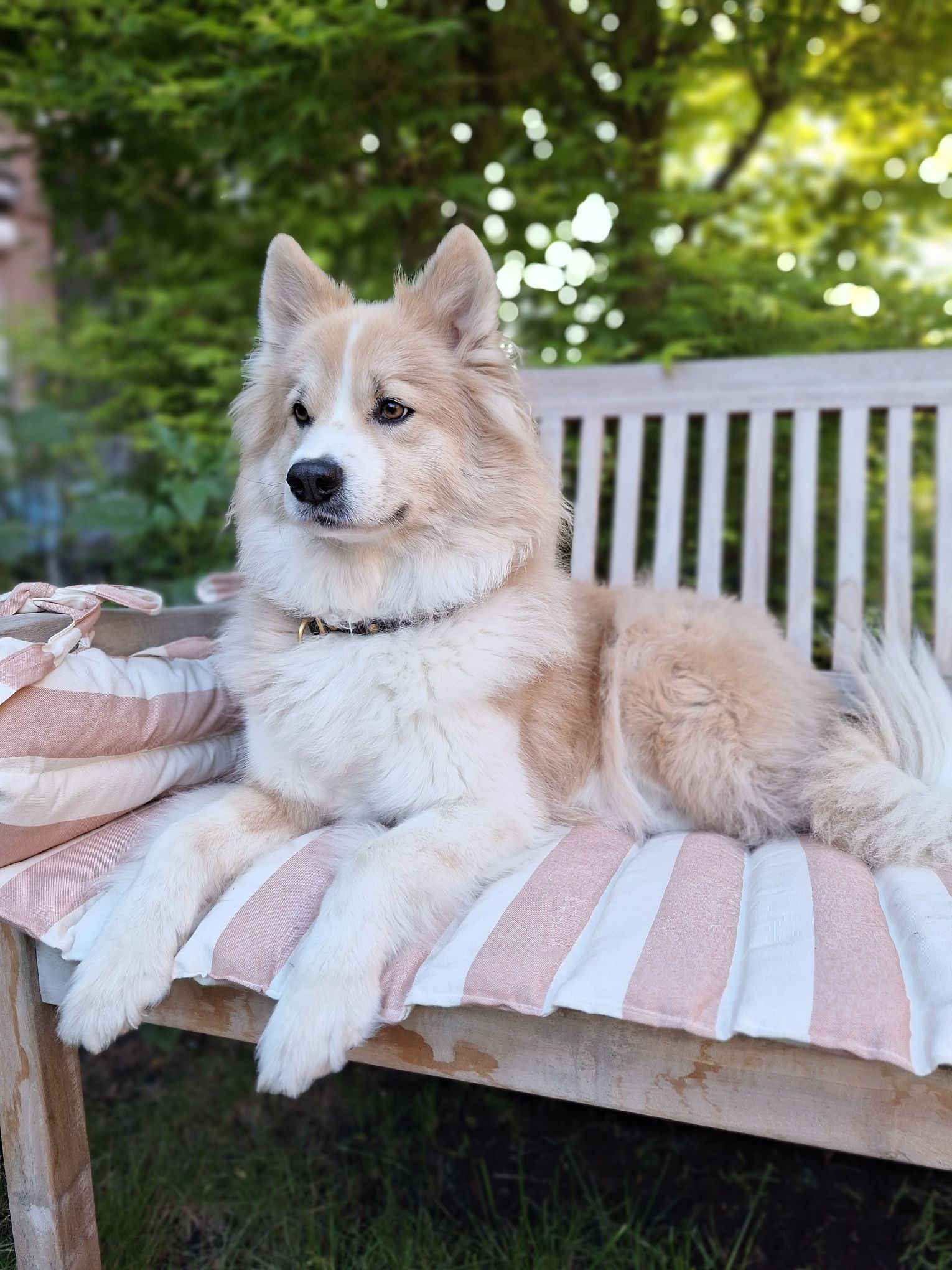 Hund Tessa auf Gartenbank