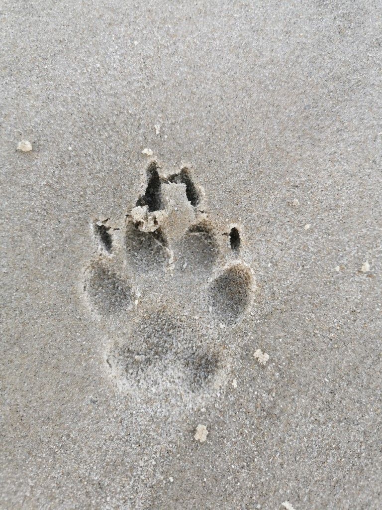 Pfotenabdruck von Tessa im Sand