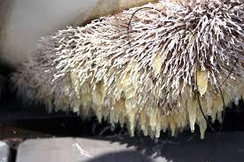 antifouling lago maggiore