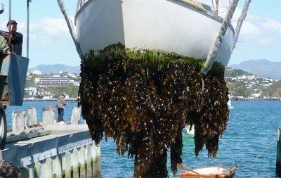 antifouling lake maggiore