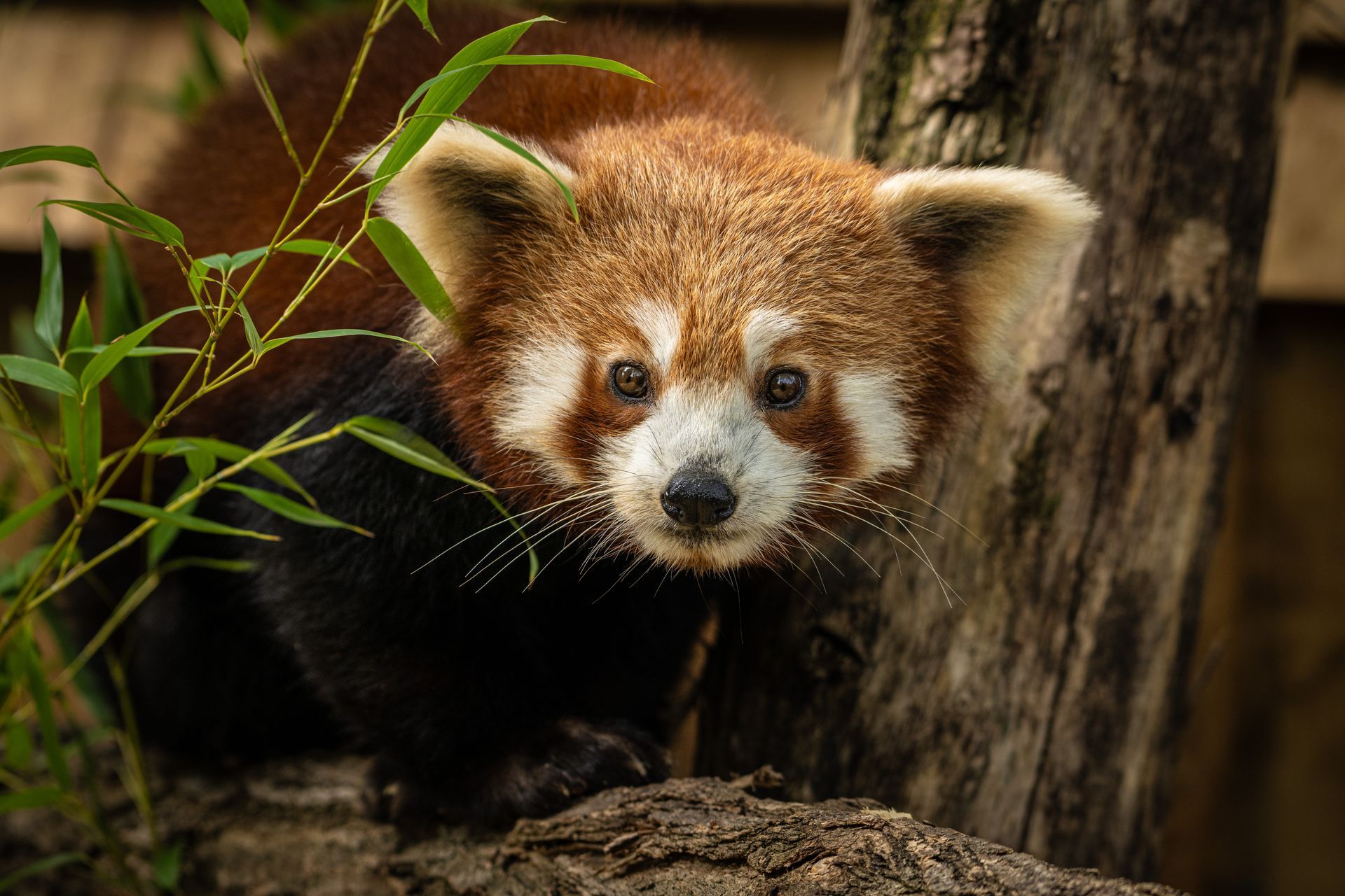 panda roux, ménagerie, zoo du jardin des plantes , paris
