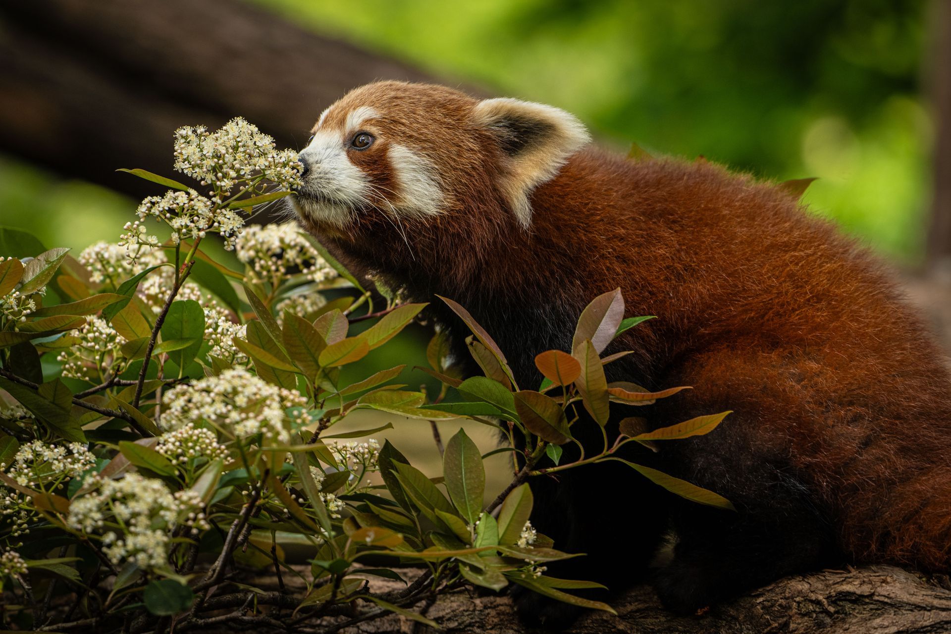 panda roux, jardin des plantes, paris