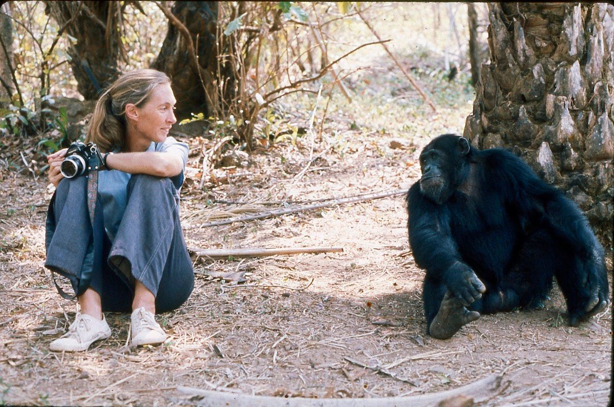 Jane Goodall et un singe