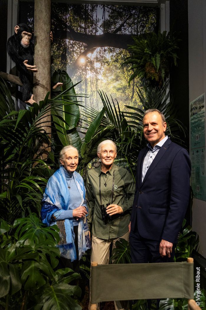 Yves Delhommeau, directeur de Grévin, au côté de Jane Goodall et de son double de cire