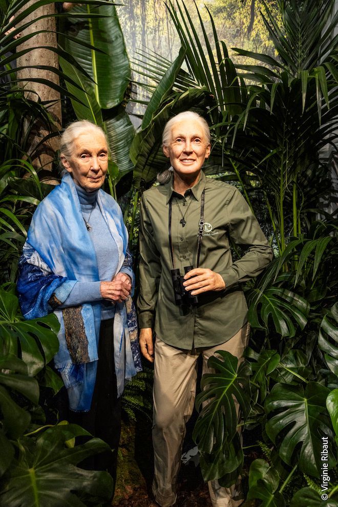 Venez poser au côté de Jane Goodall à Grévin