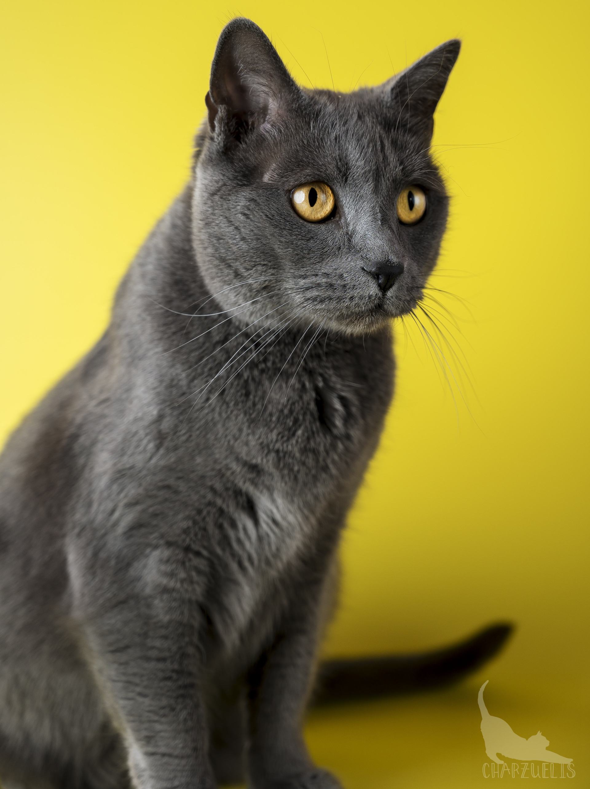 Chartreux