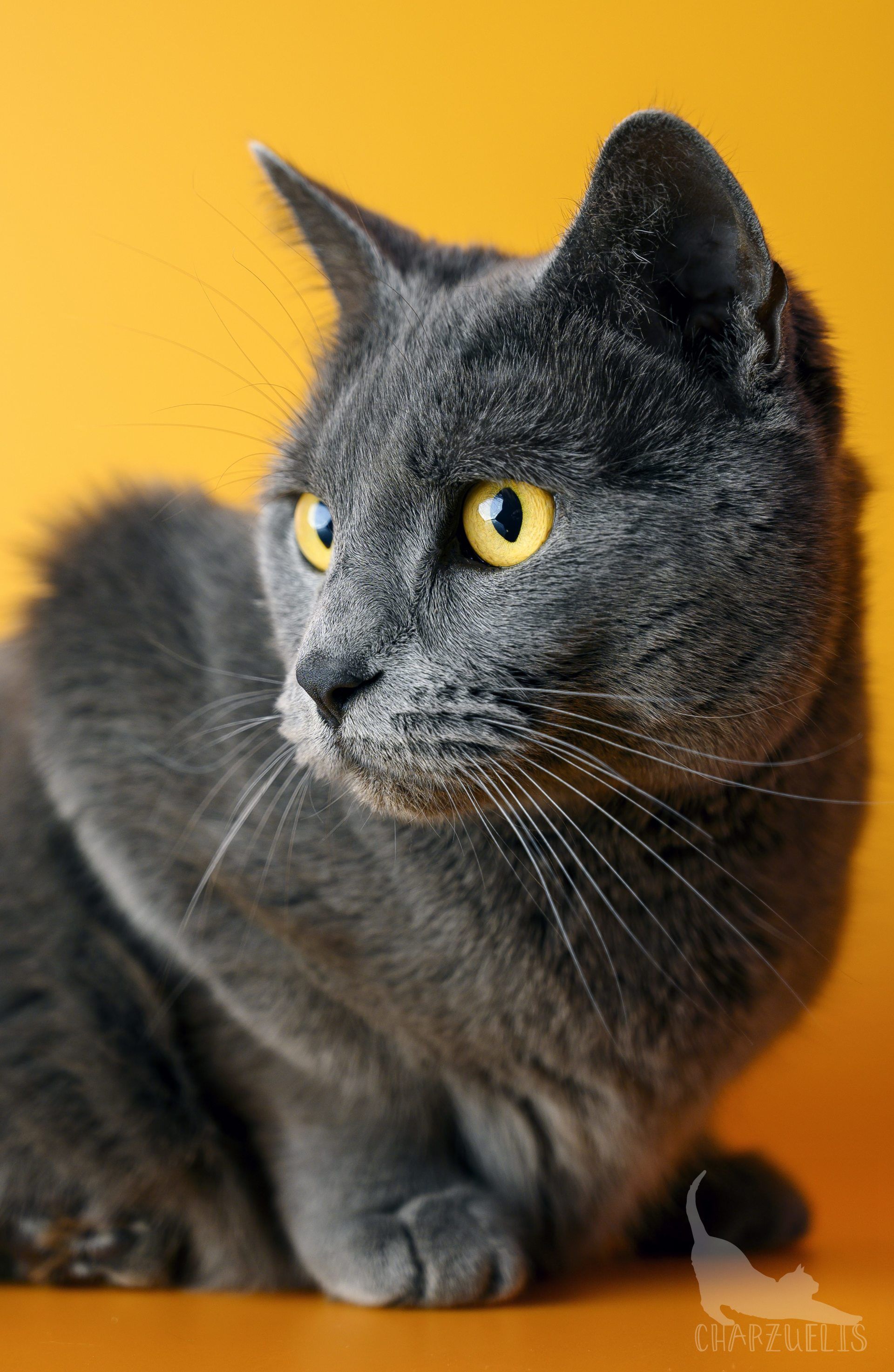 Chartreux