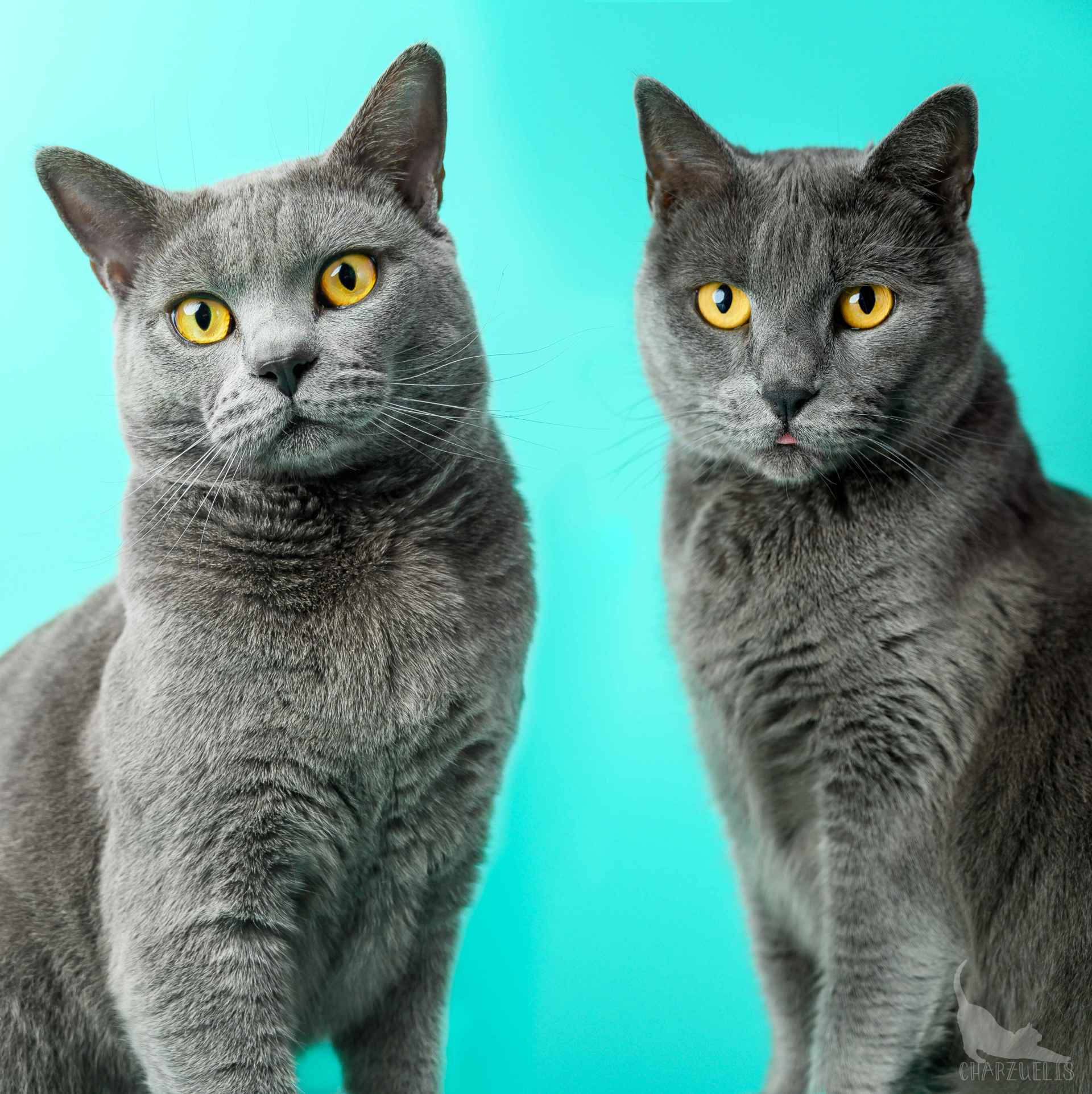 Chartreux