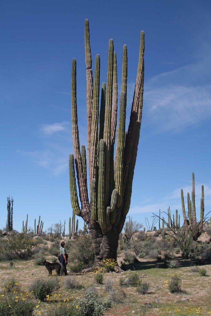 Parque Natural del Desierto Central de Baja California -  Die Cordónes werden bis zu 20 m hoch