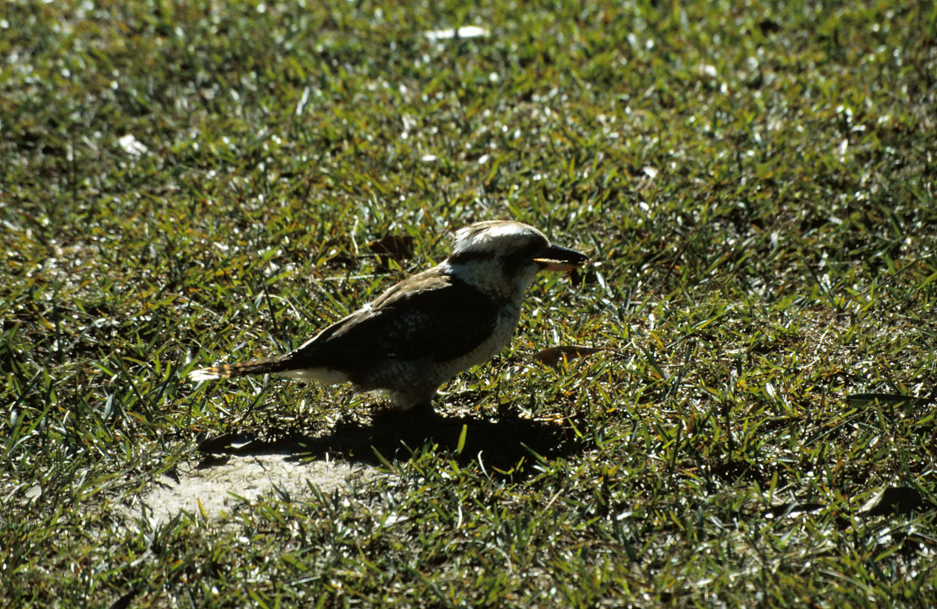 Kookaburra, auch lachender Hans genannt
