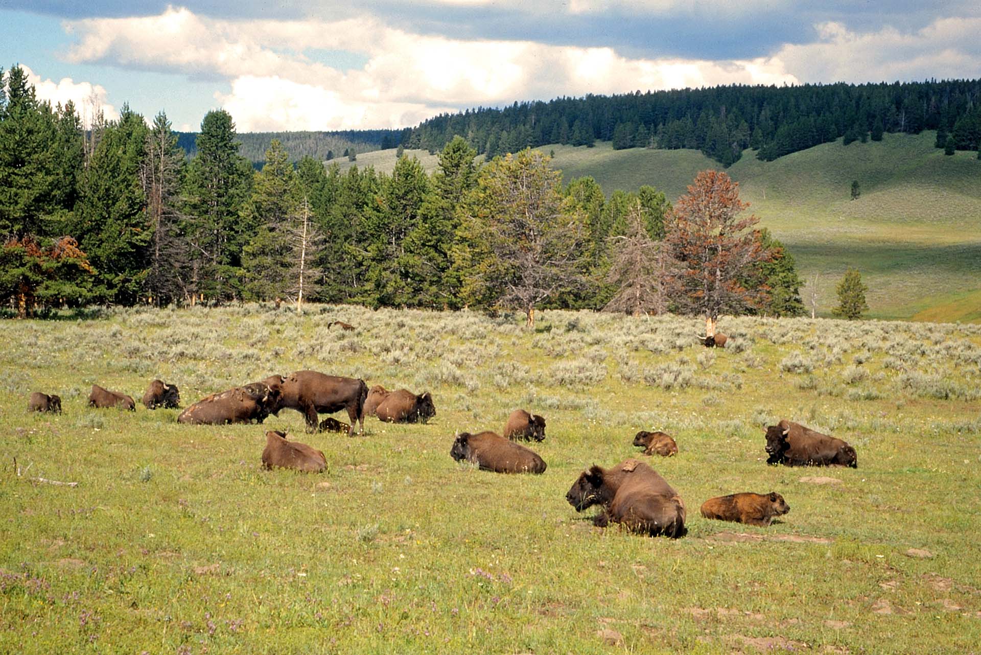 Büffel im Yellowstone Nationalpark