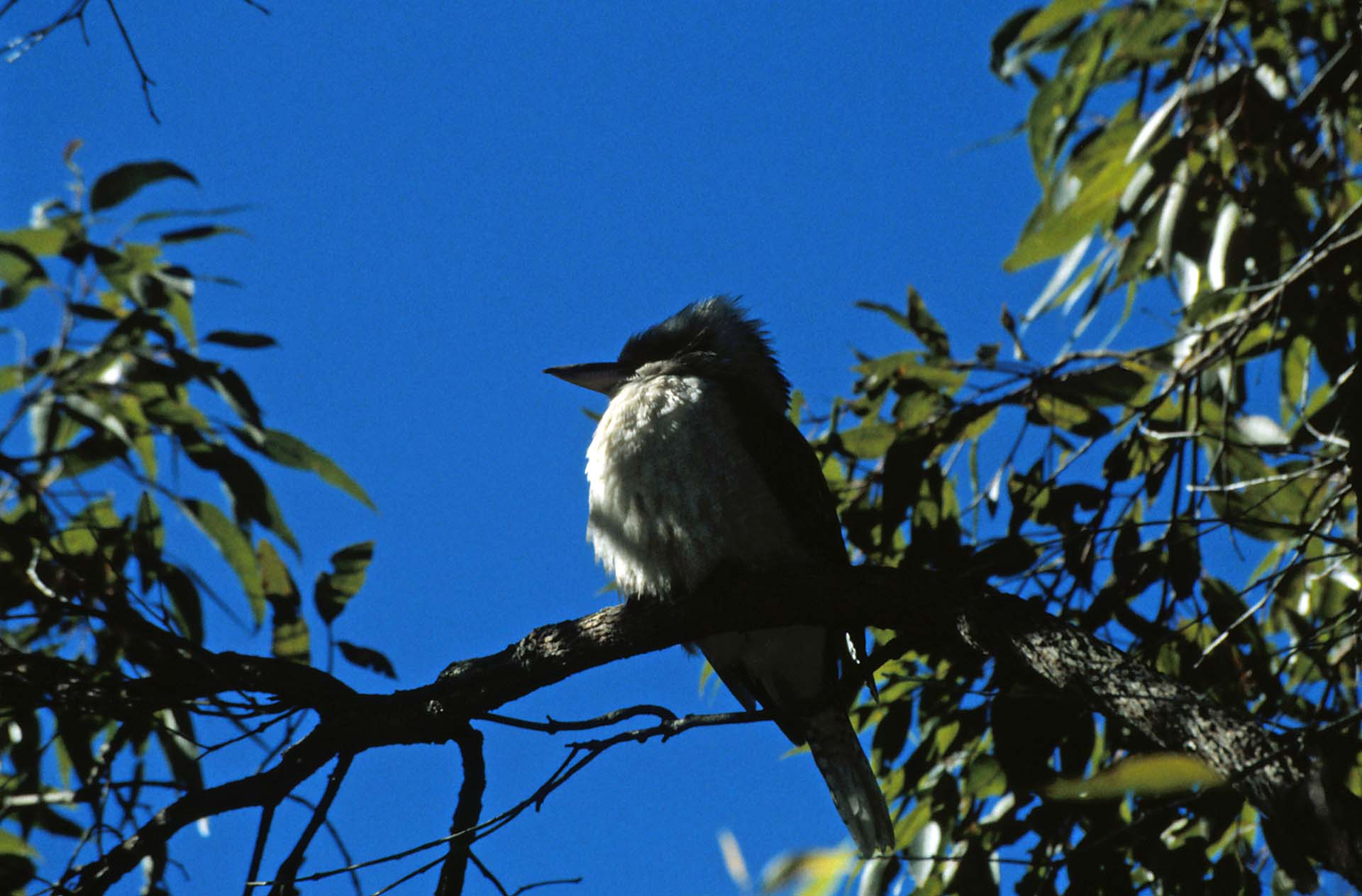 Kookaburra, auch lachender Hans genannt