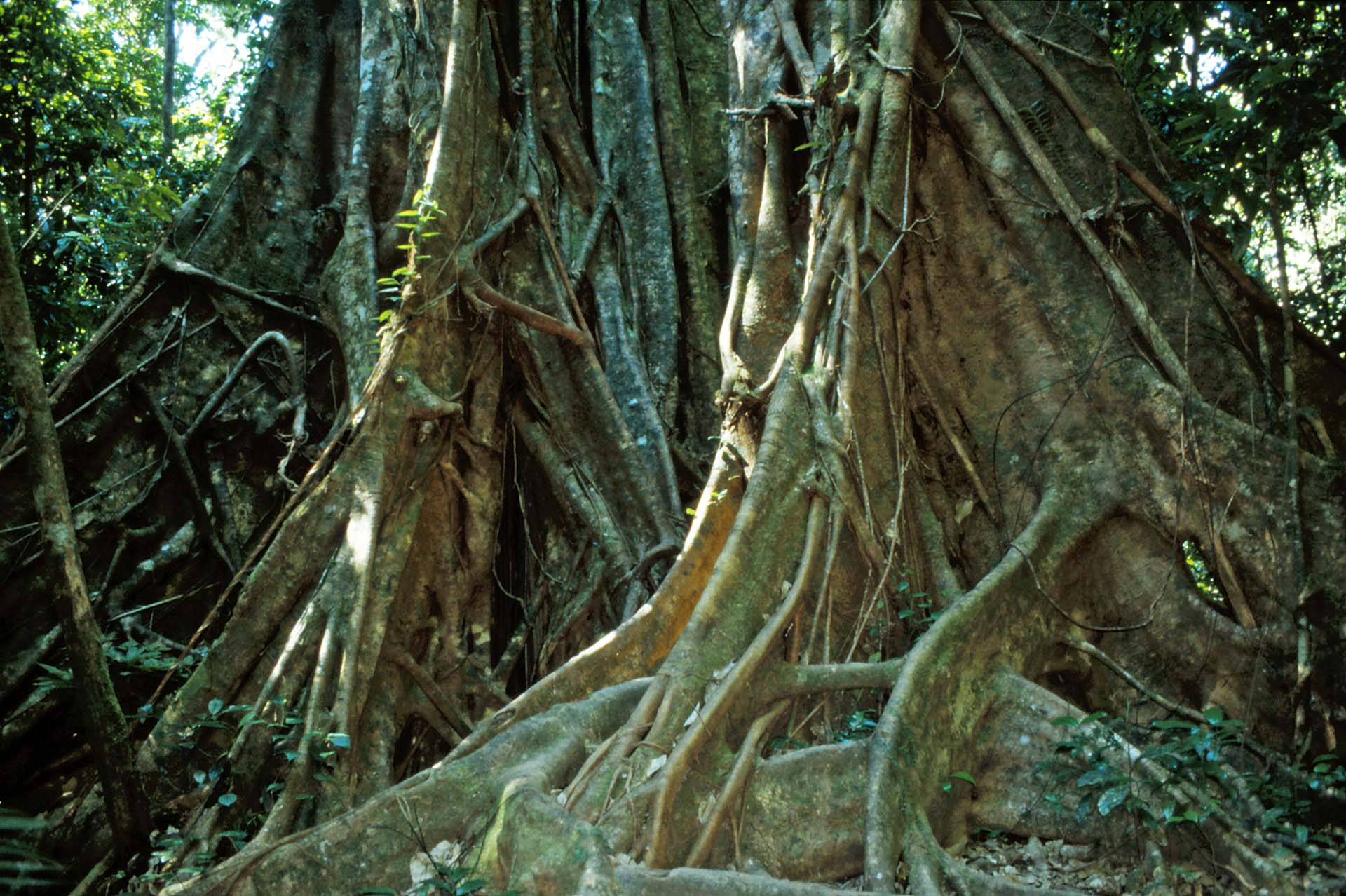 Ficus - Würgefeige