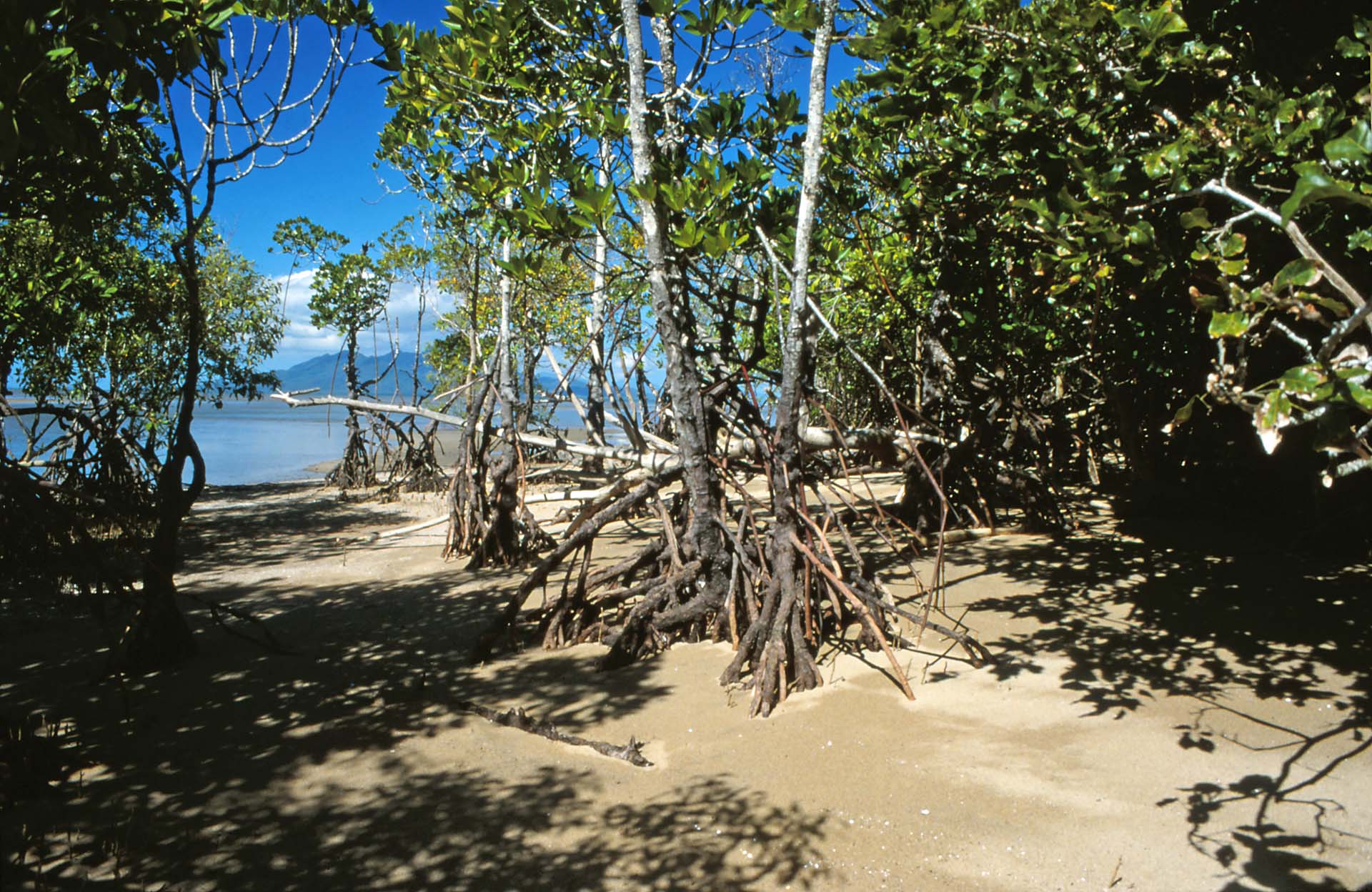 Edmund Kennedy Nationalpark, QLD