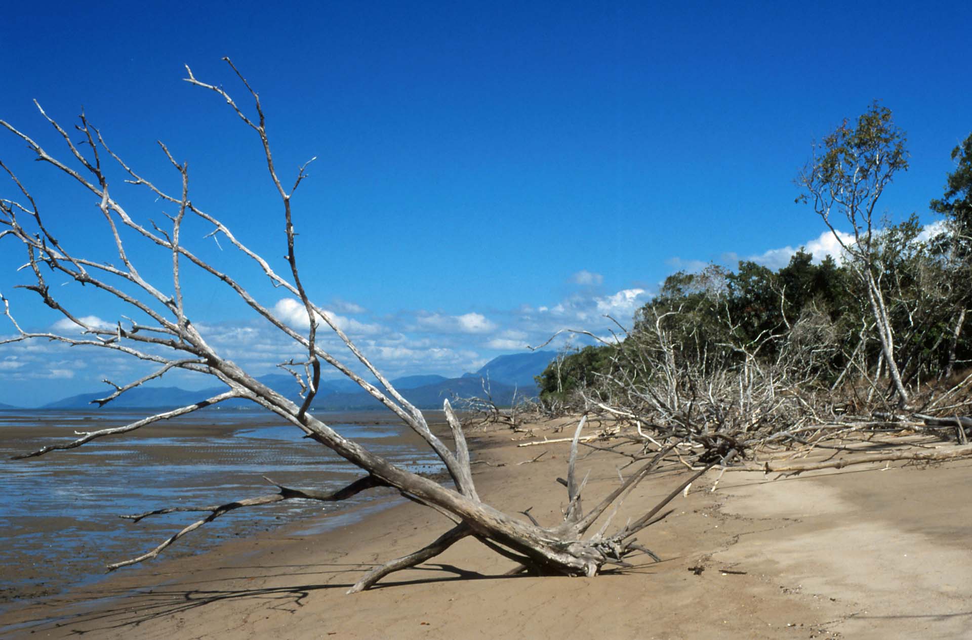 Edmund Kennedy Nationalpark, QLD