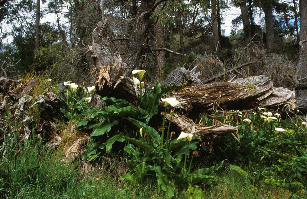 Kallas irgendwo im Wald im südlichen West-Australien