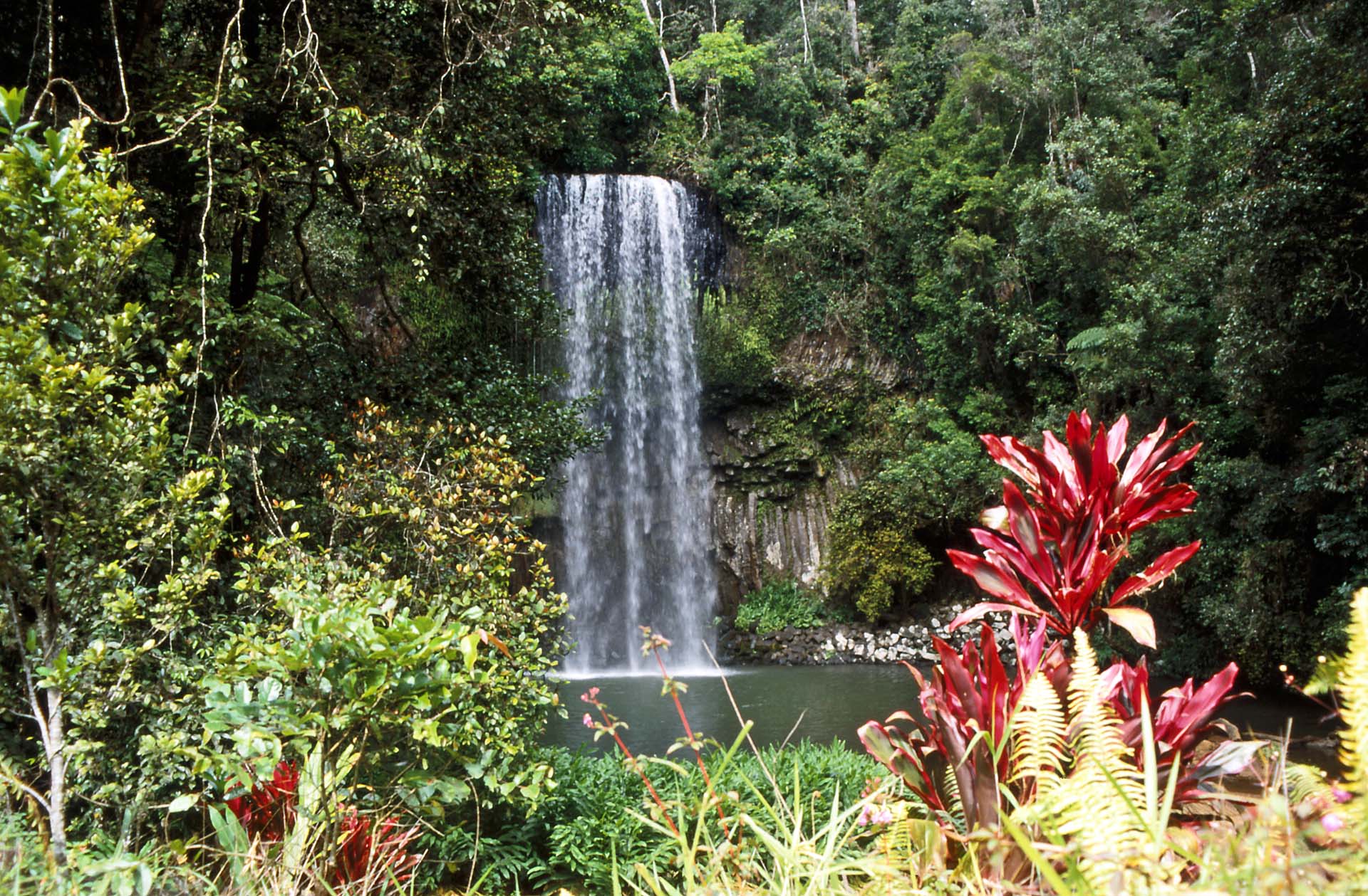 Milaa Milaa Falls in den Atherton Tablelands