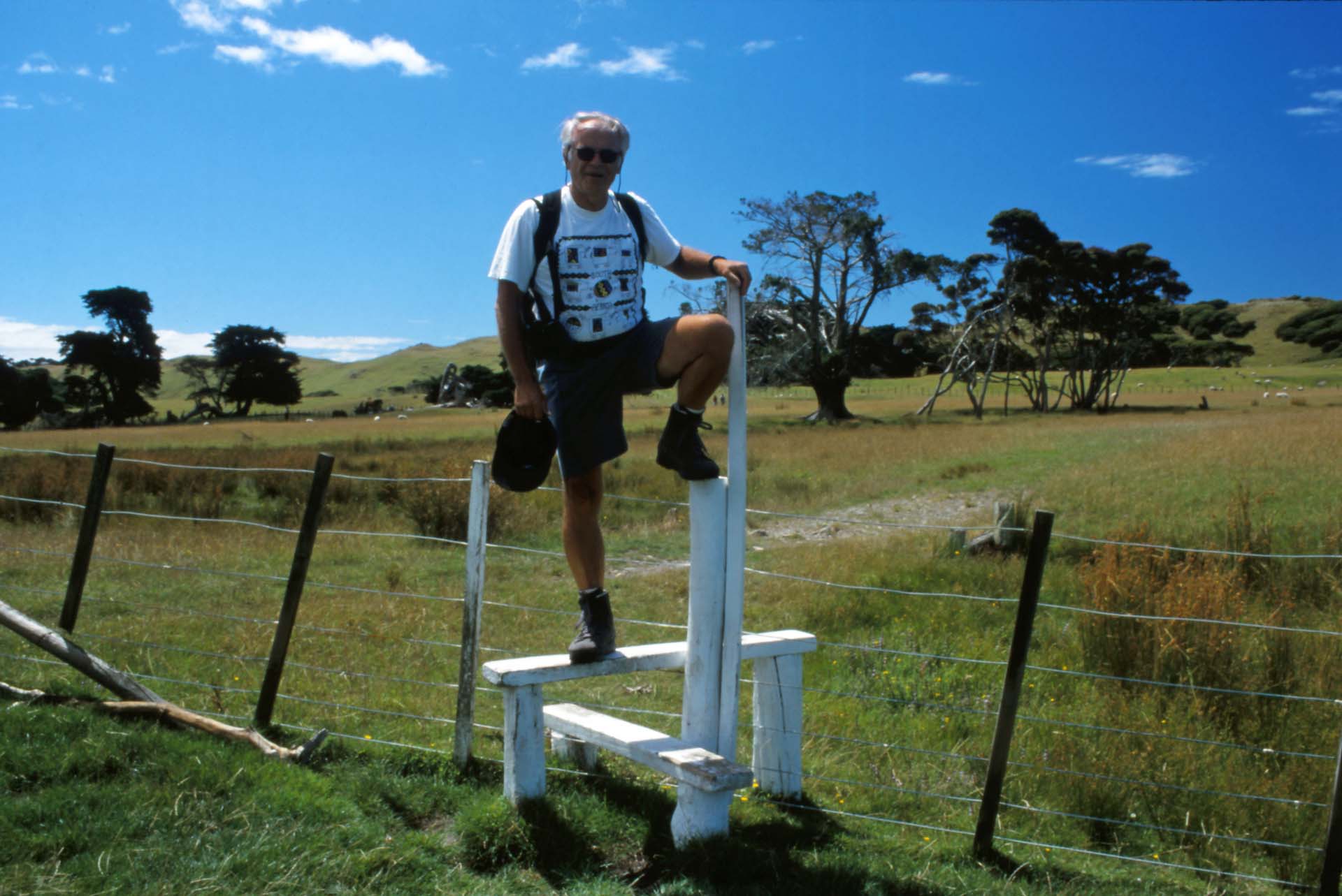 Der Weg zum Farewell Spit führt über Schafweiden - Südinsel NZ