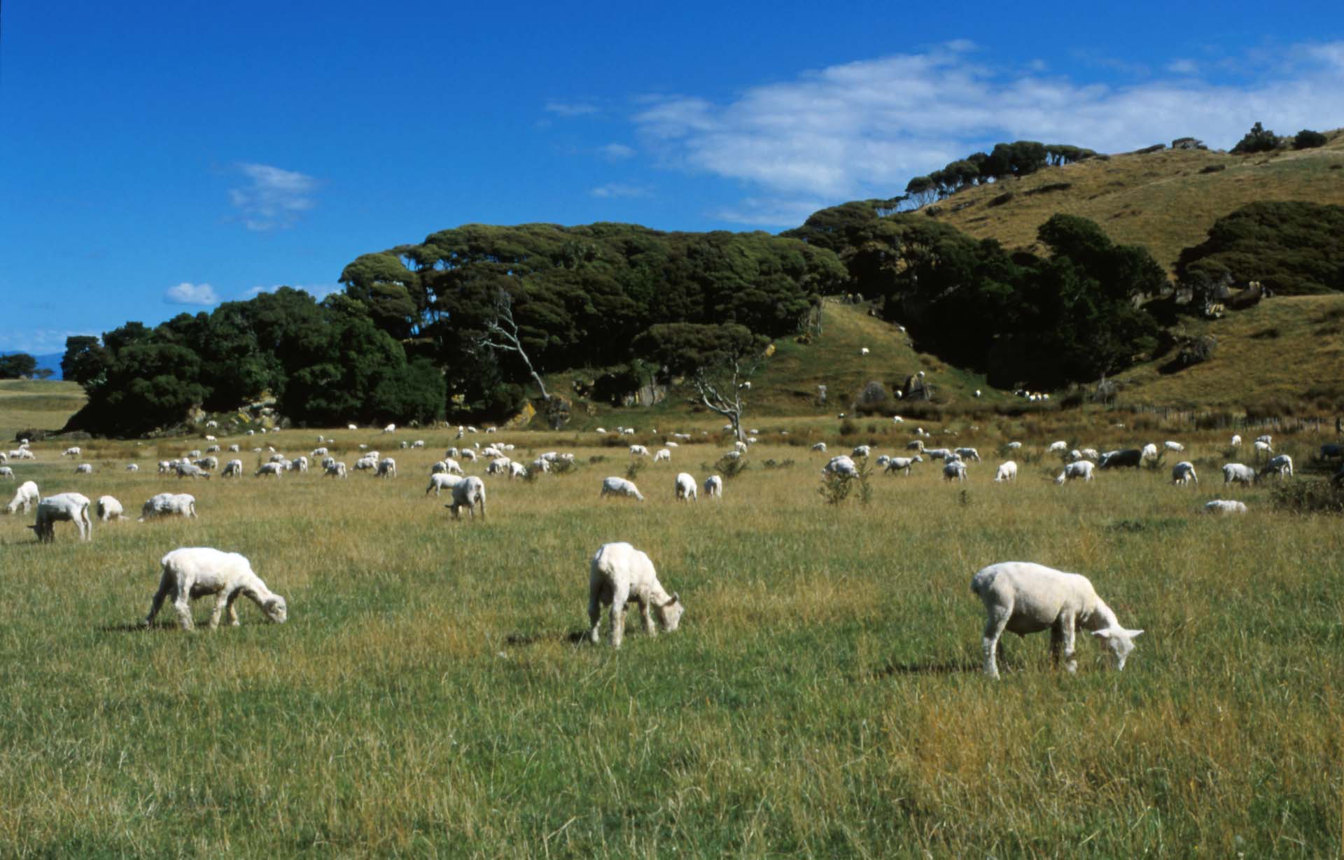 Neuseeländische Südinsel Idylle