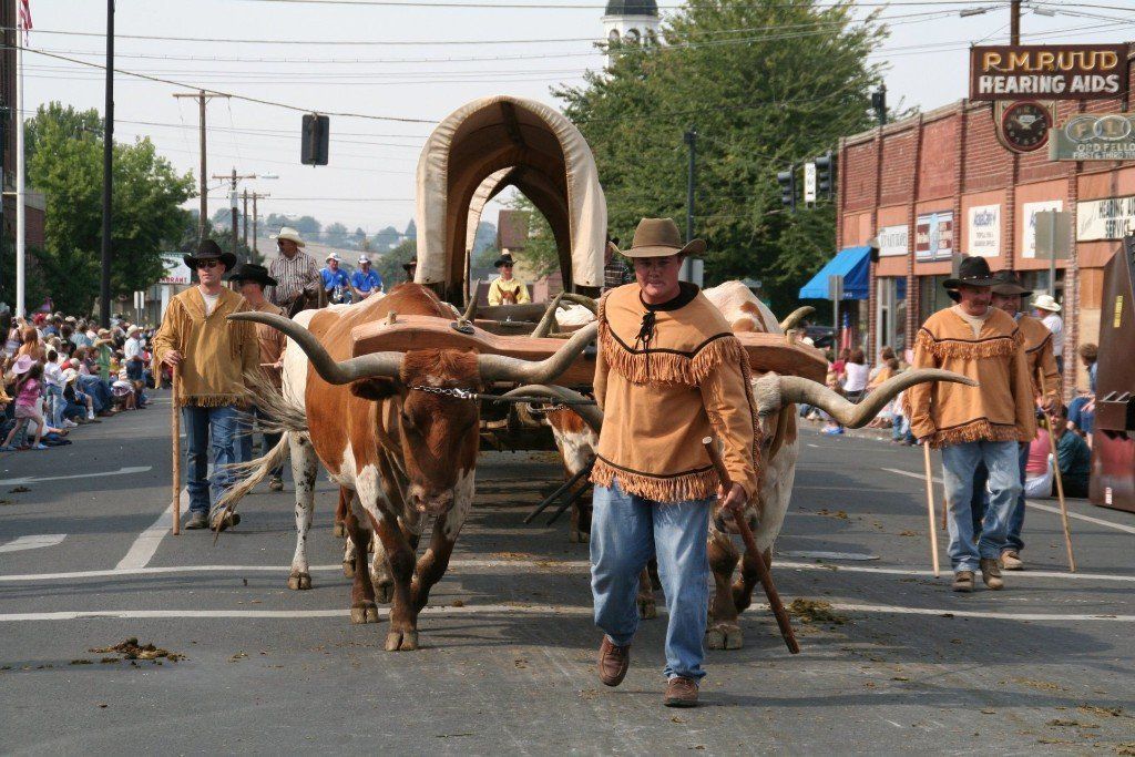 Rodeo in Pendleton, Oregon - Auch die berühmten Longhorn Rinder sind bei der Parade dabei