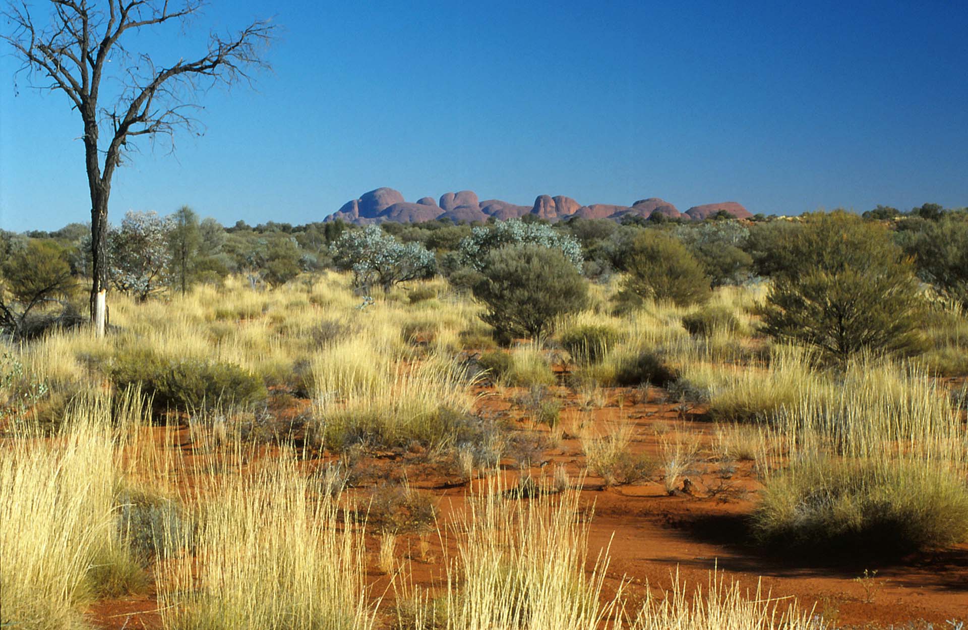 Kata Tjuta - Die Olgas