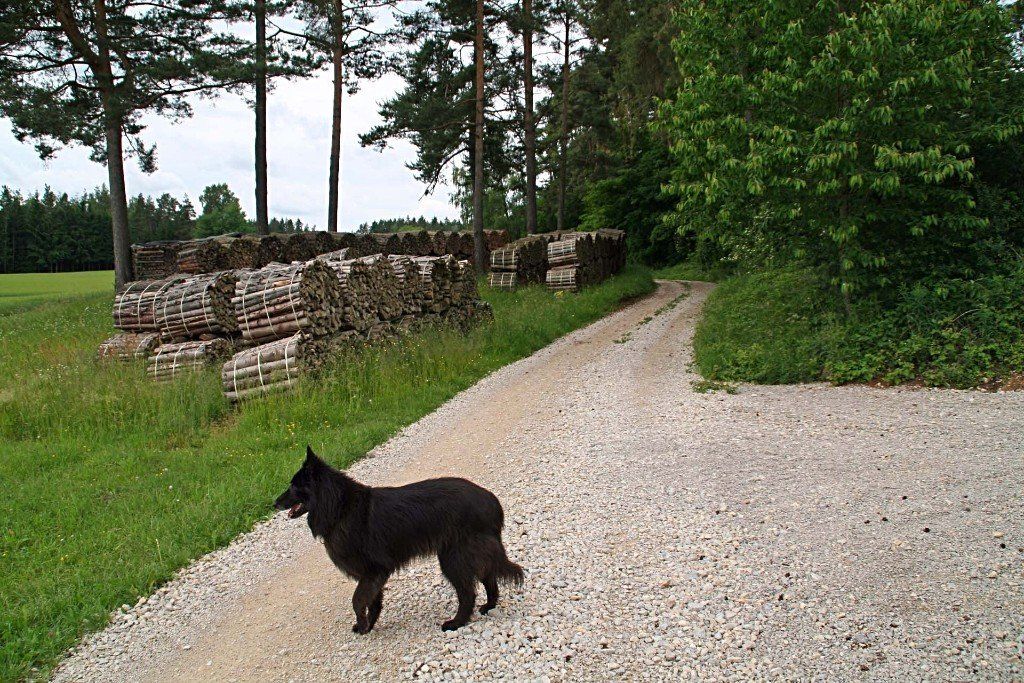 Abseits der Brauereiwege macht das Wandern auch mit Hund Spaß