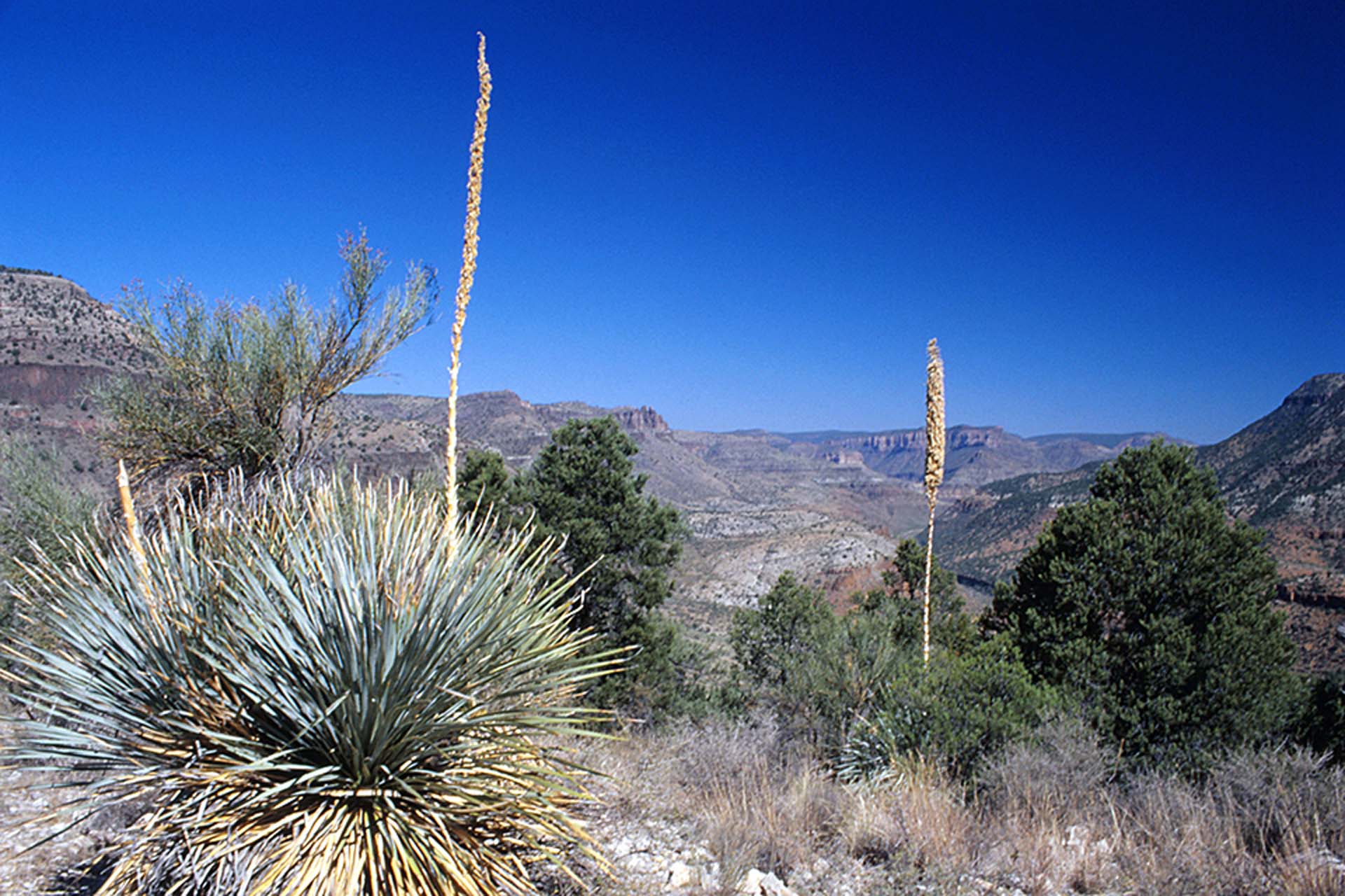 Arizona, der Salt River Canyon