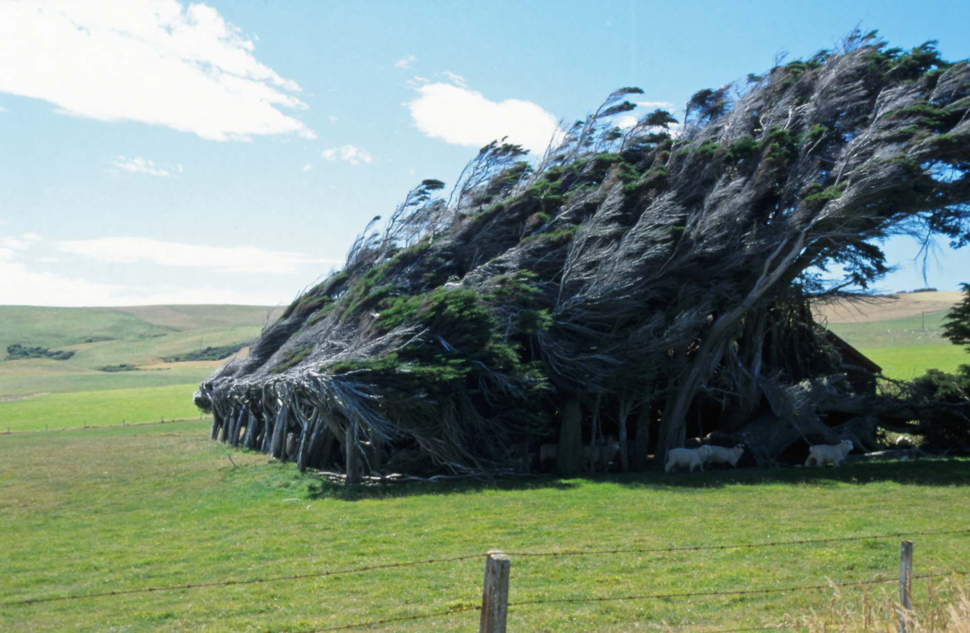 In den Catlins an der Ostküste der Südinsel - Die Cannibal Bay ist eine windige Ecke