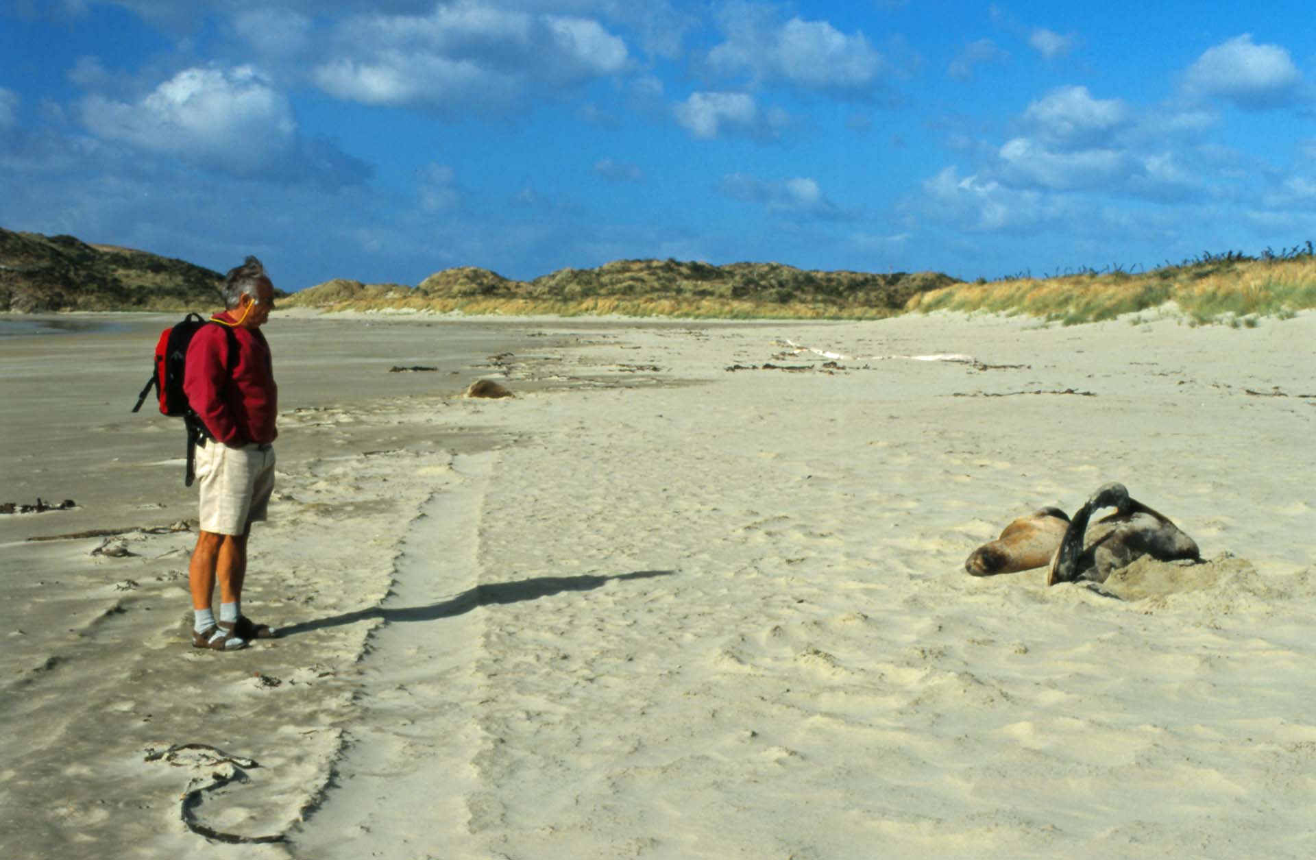 Seelöwen in der Cannibal Bay, Ostküste der Südinsel