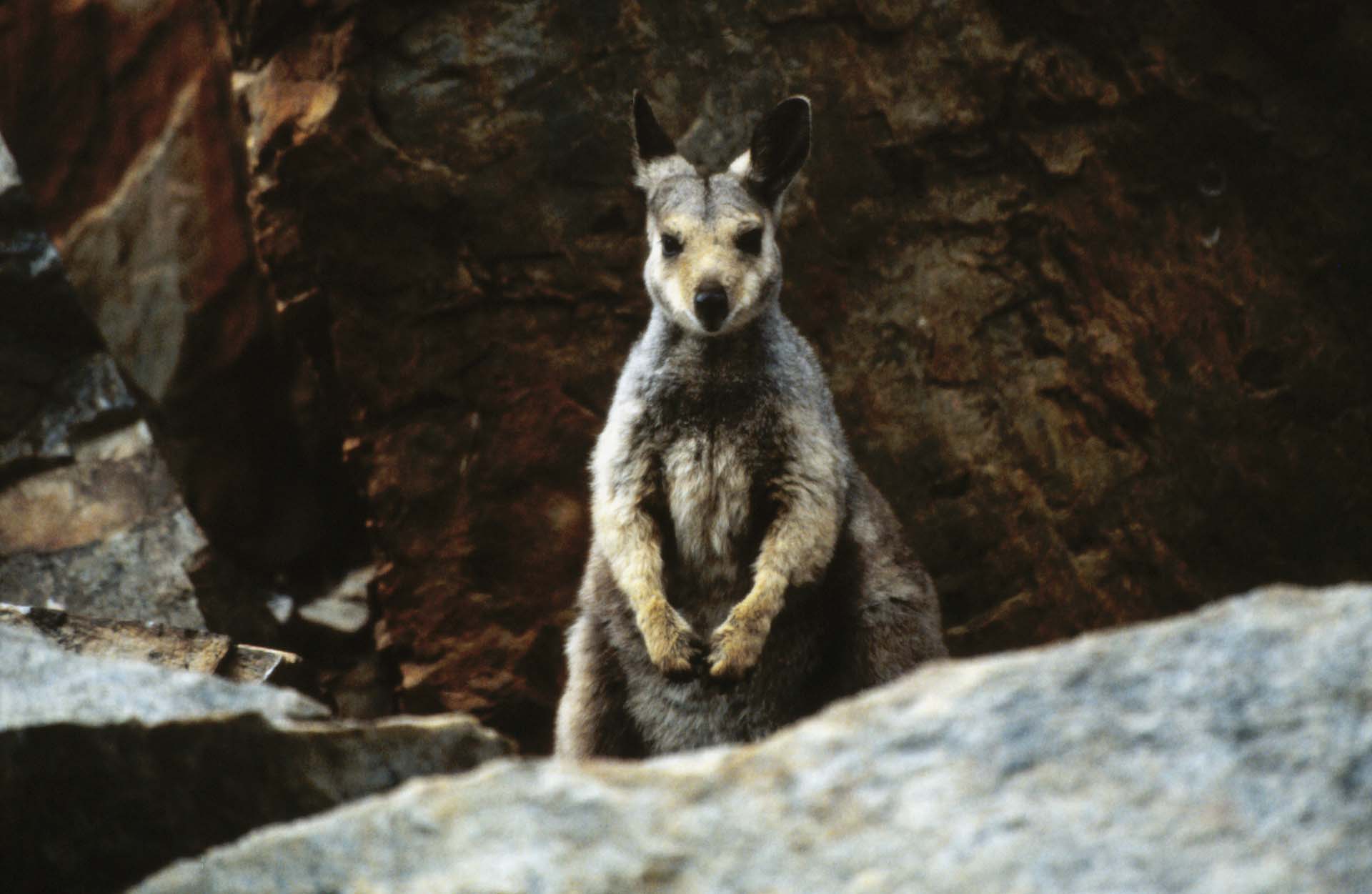 Ein scheues Felsen-Wallaby in der Ormiston Gorge