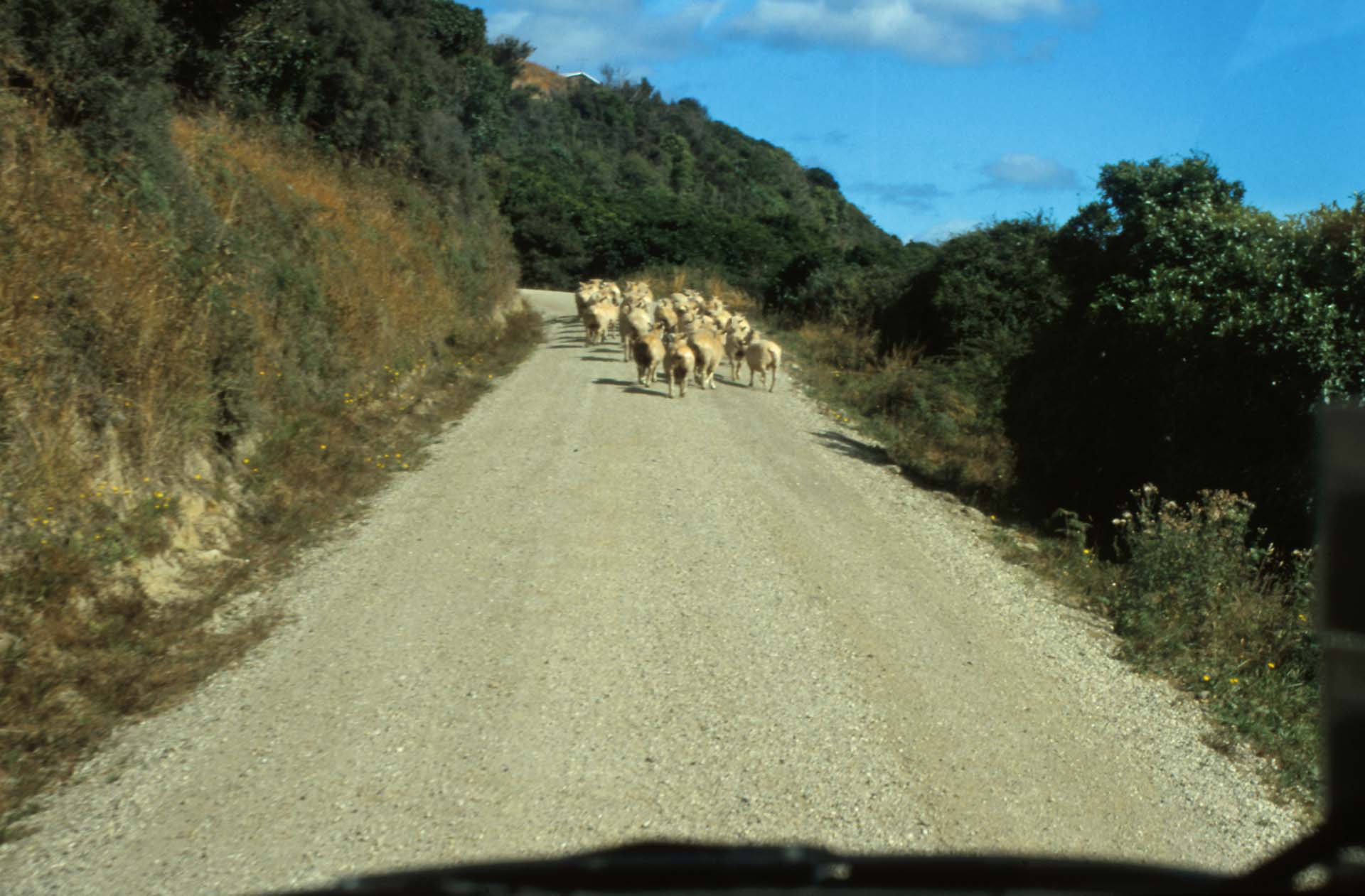 Kiwi-Verkehrshindernis