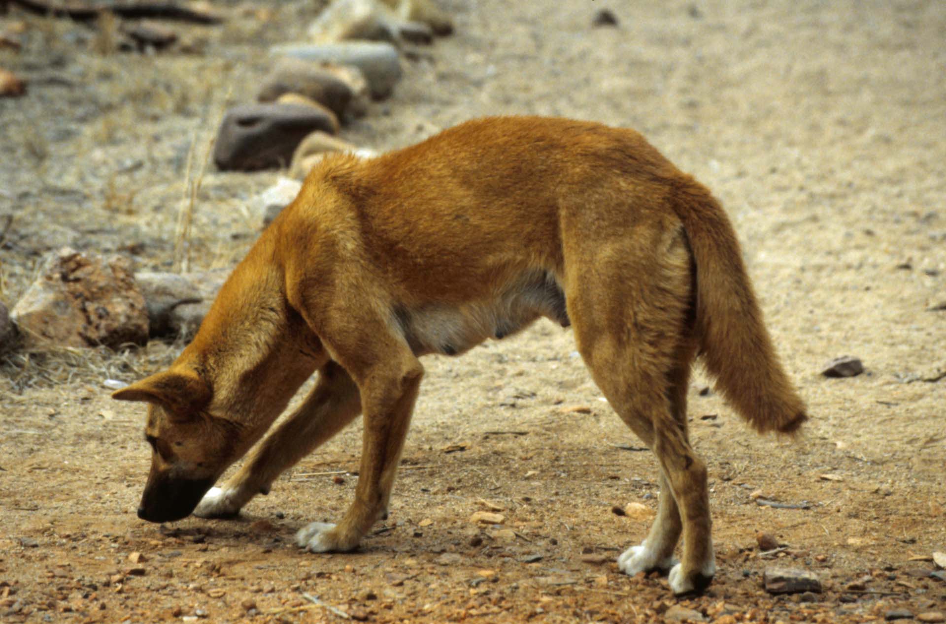 Der Dingo kam zur kleinen Campingstelle
