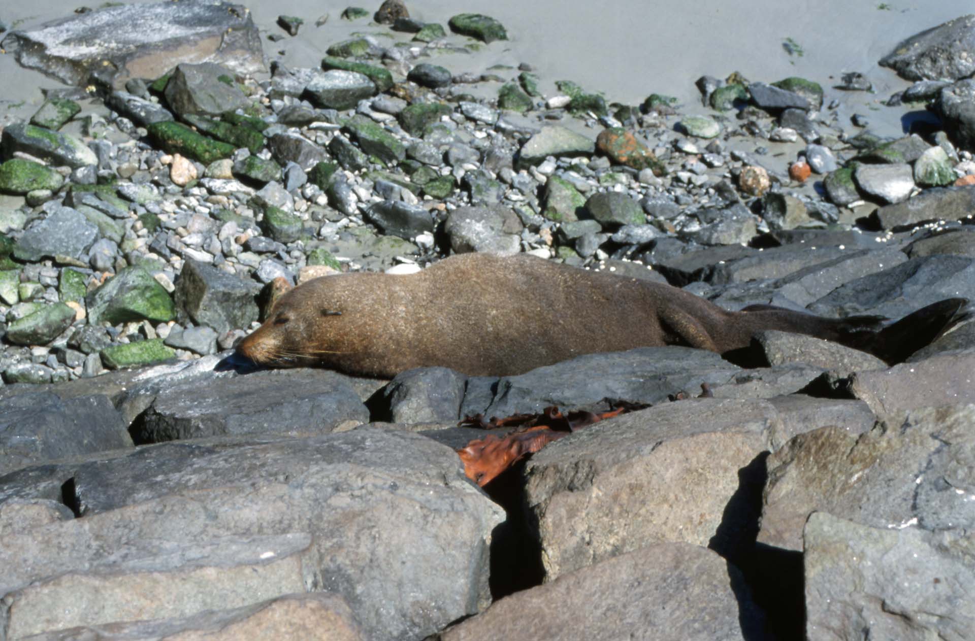 Tierische Stars auf der Otago Halbinsel, Südinsel NZ