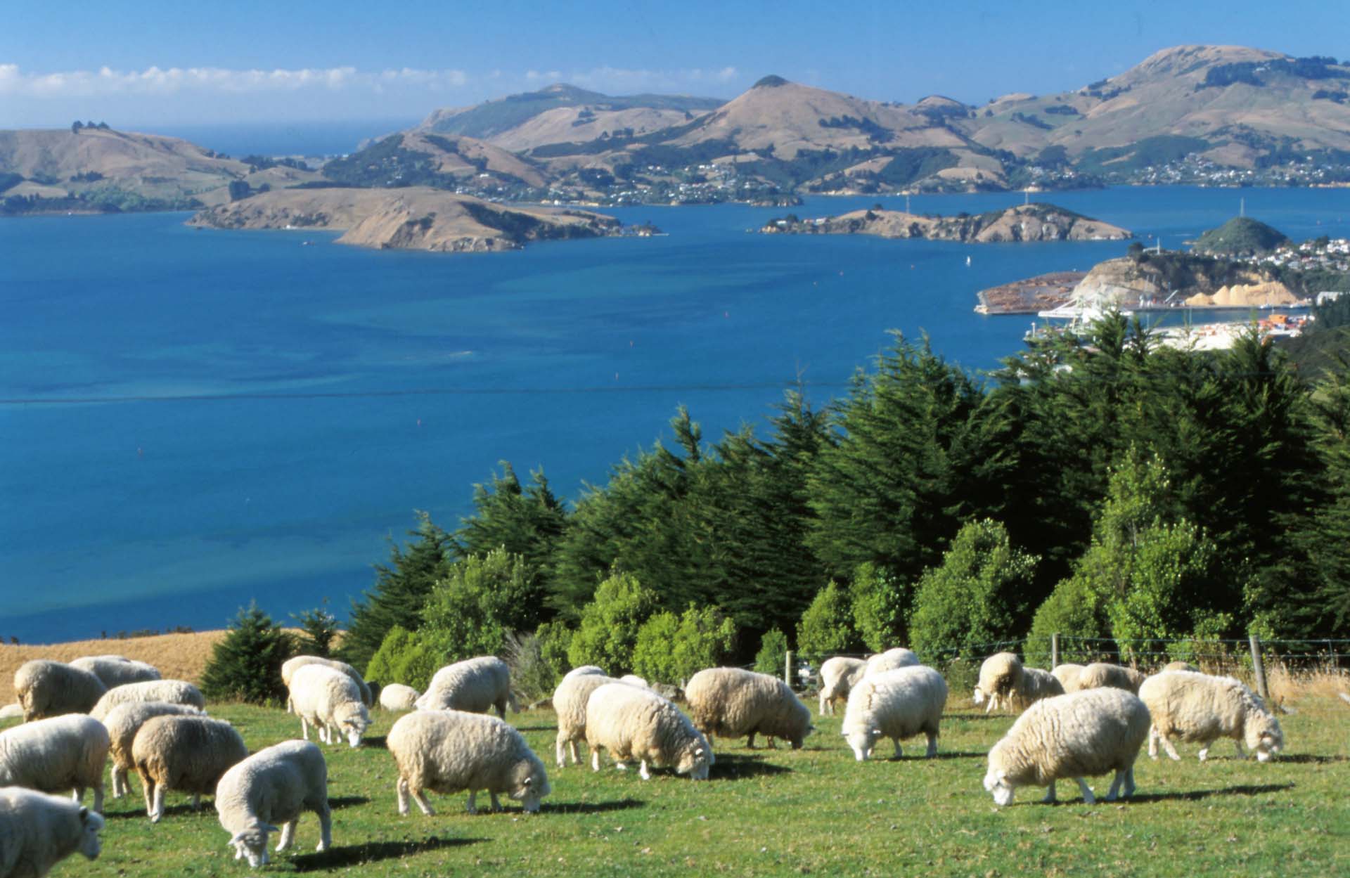 Panorama auf der Otago Halbinsel, Neuseeland