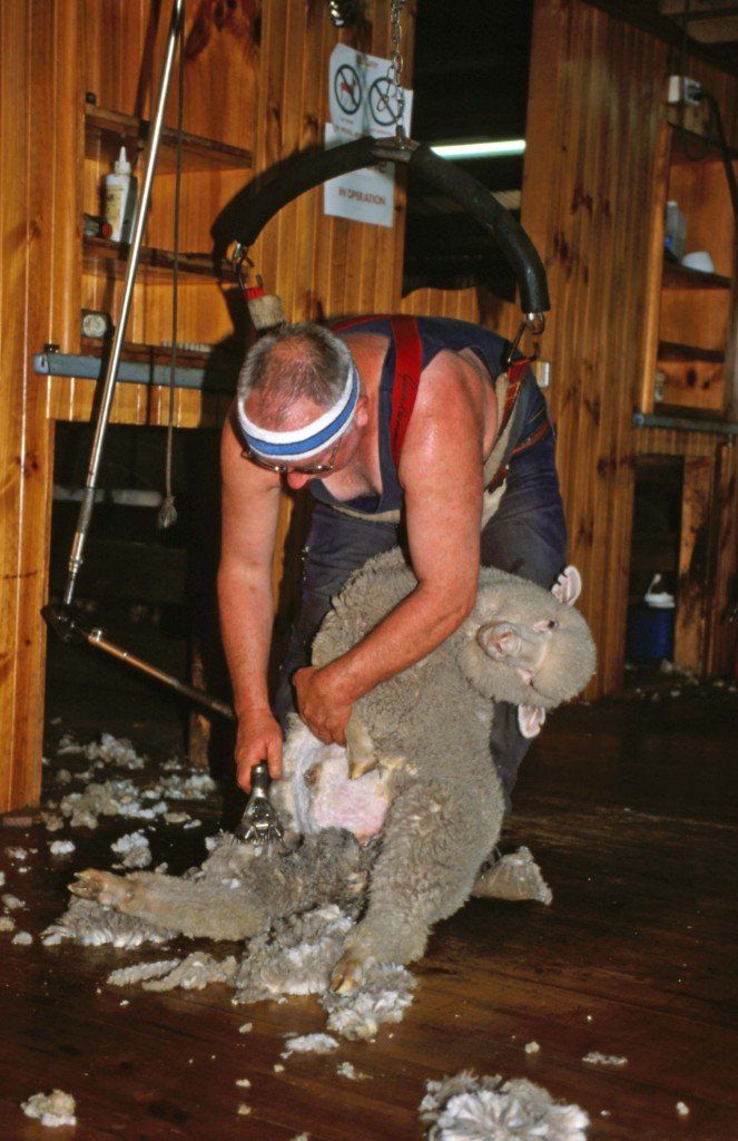 Die Schur der Lämmer