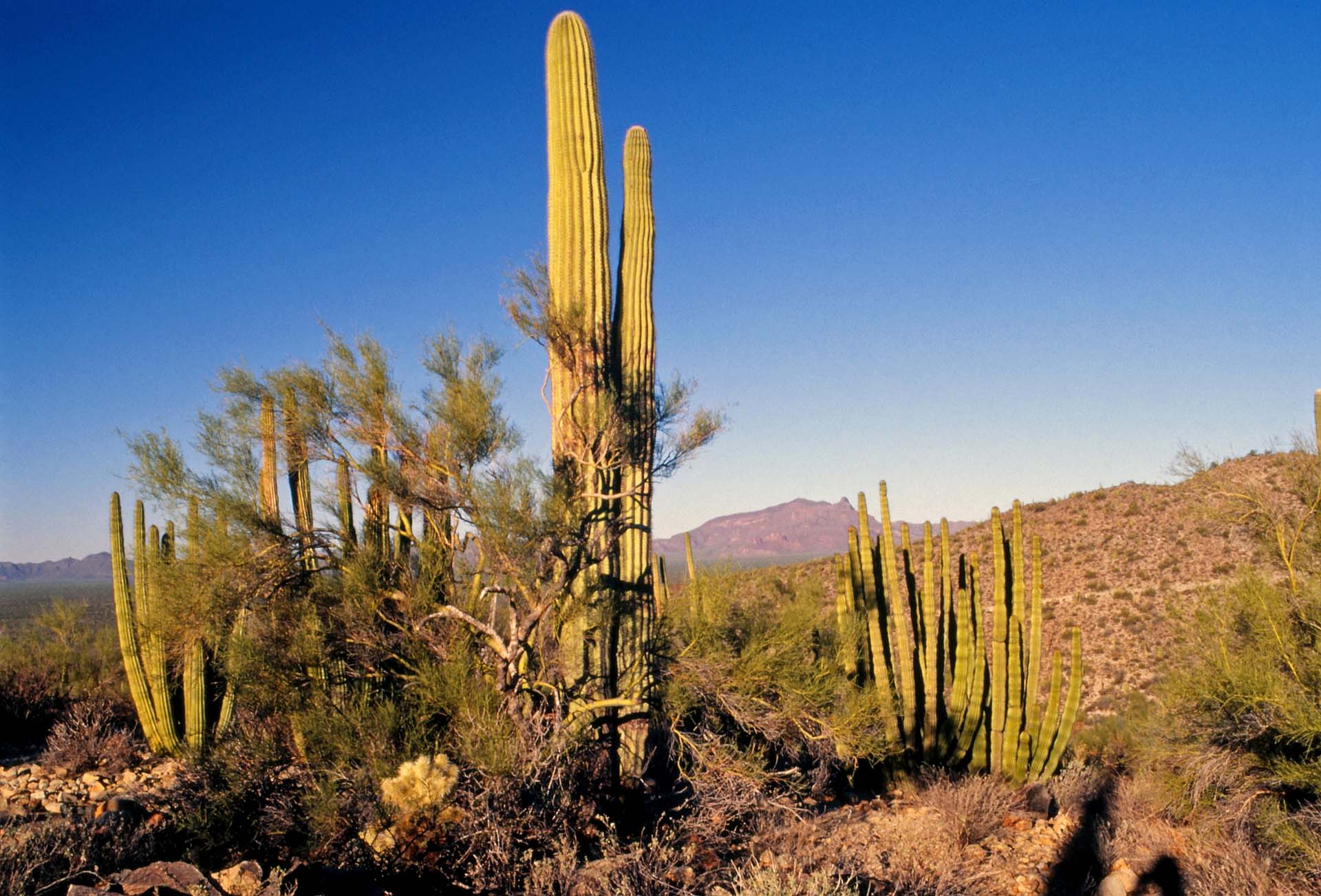 Organ Pipe National Monument, Arizona