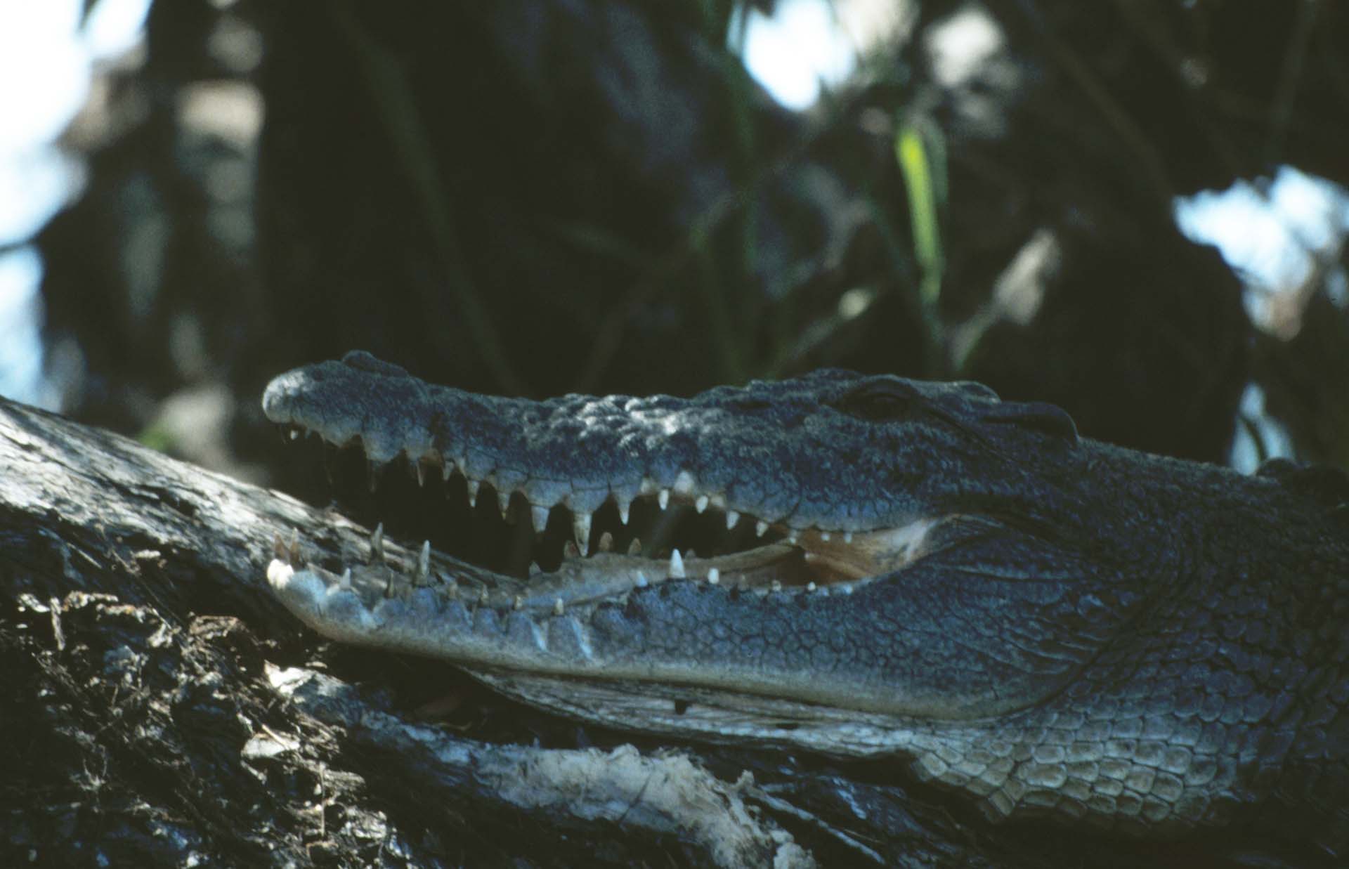 Kakadu NP - Die Warnung ist berechtigt!