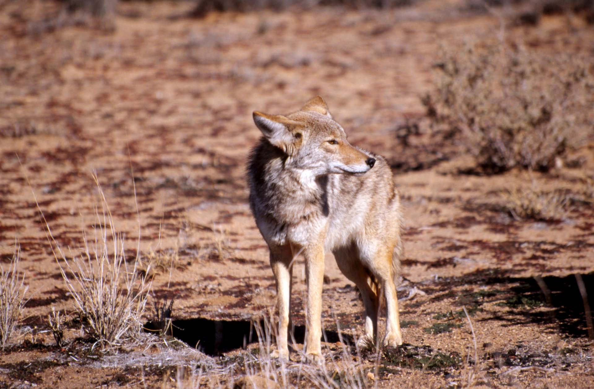 Ein Kojote im Joshua Tree Nationalpark, Kalifornien