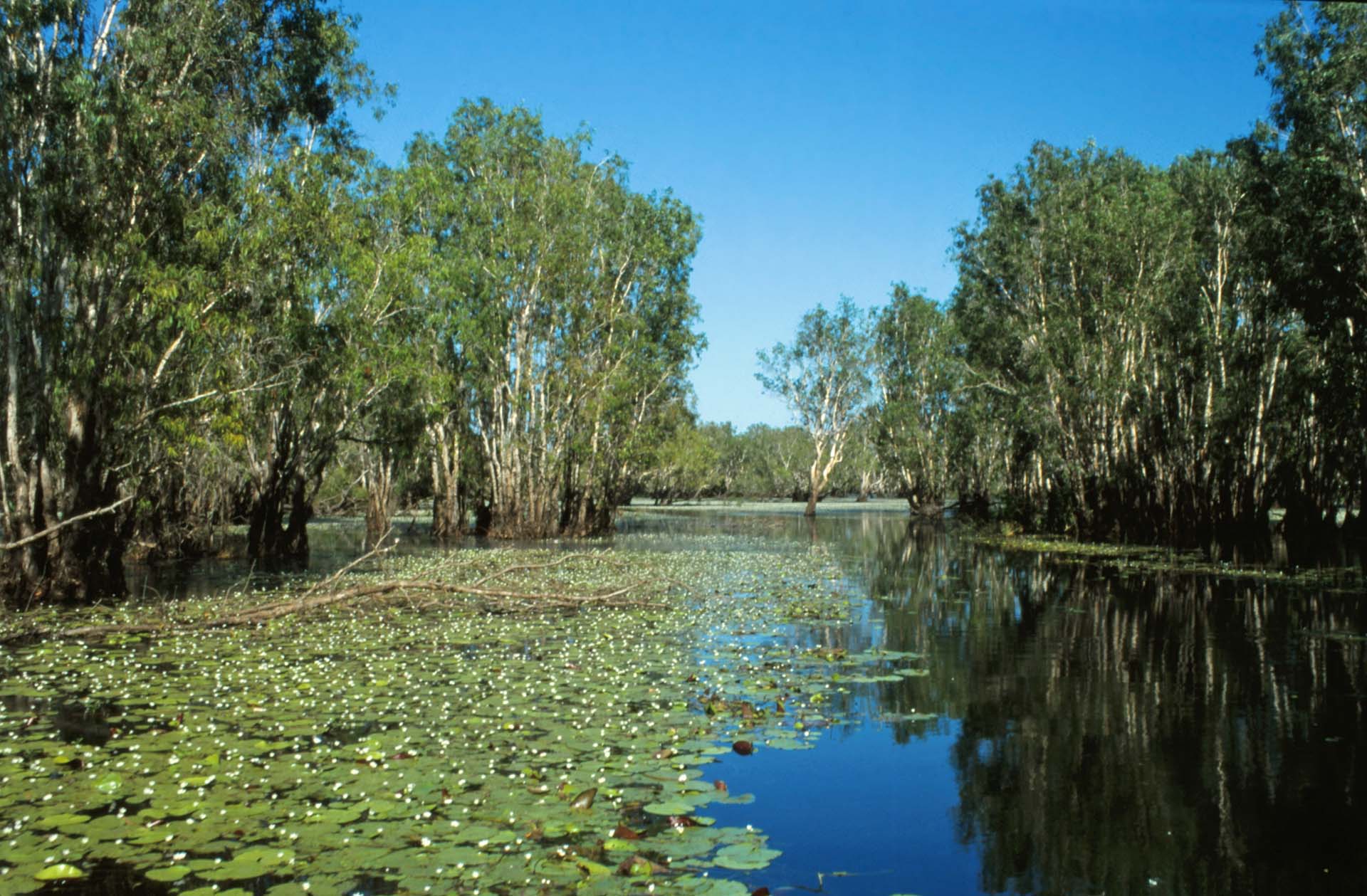 Das Überschwemmungsgebiet Yellow Water