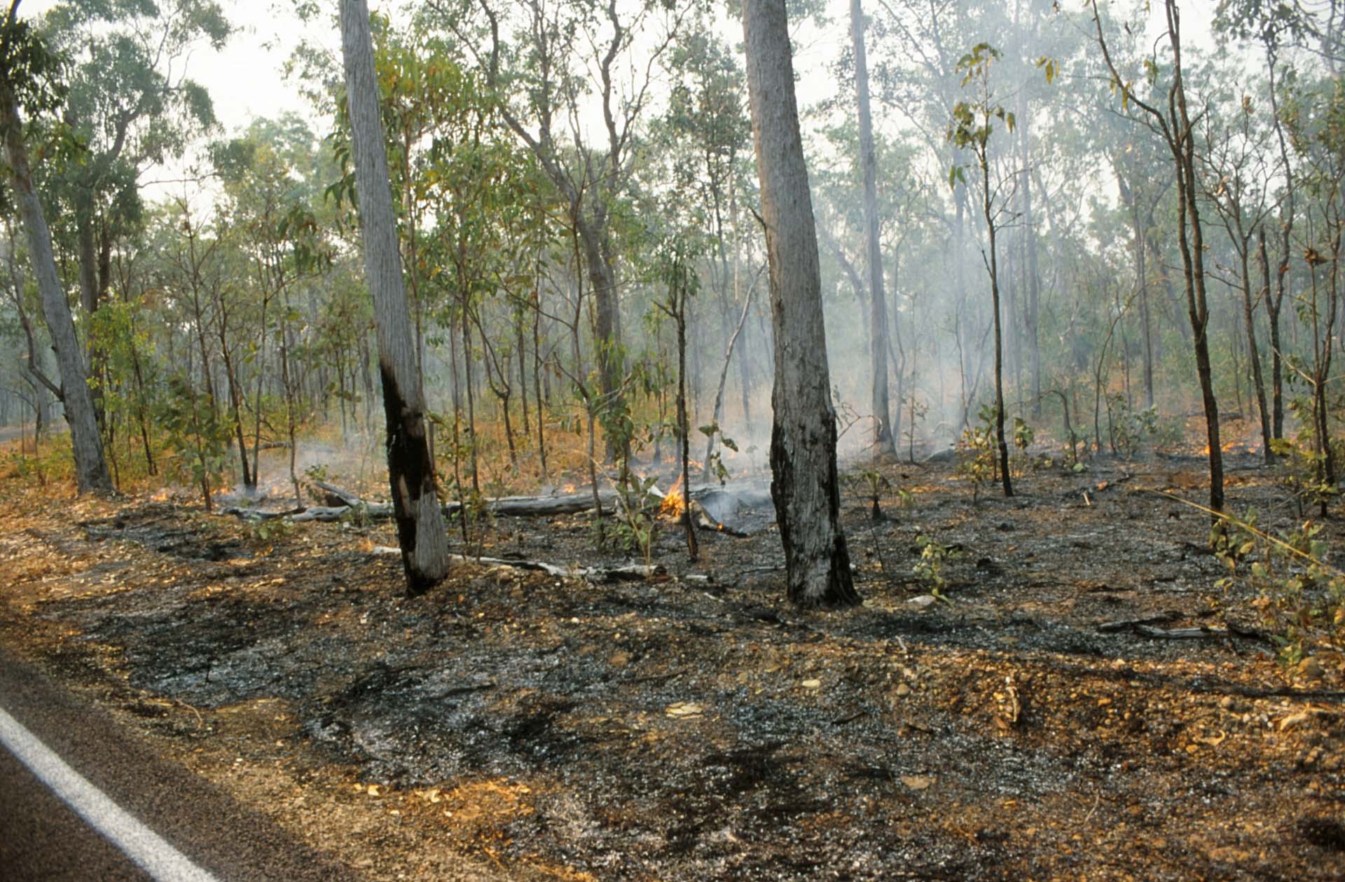 Im Kakadu Nationalpark - Unterholz wird gezielt abgebrannt