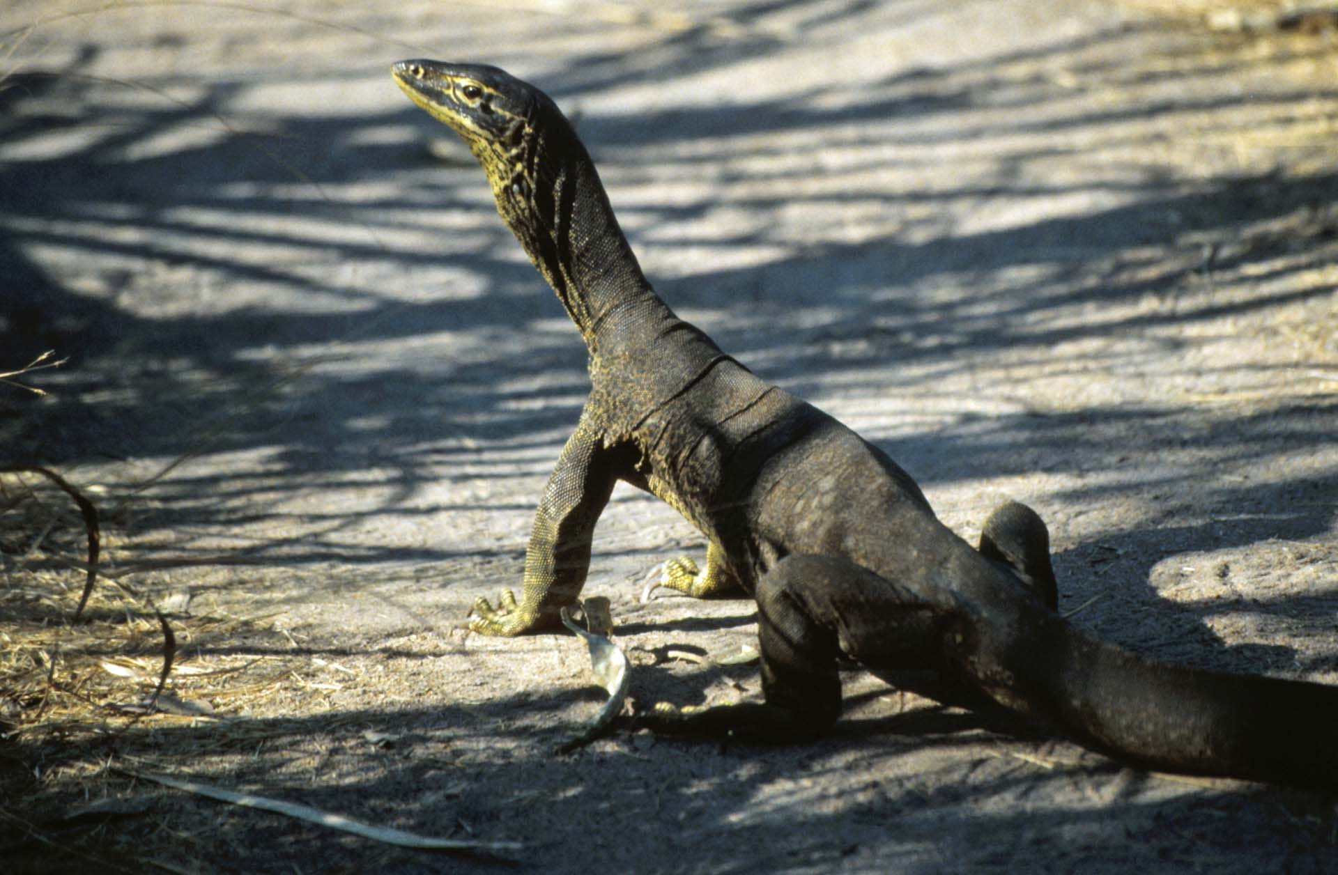 Ein Waran im Kakadu Nationalpark
