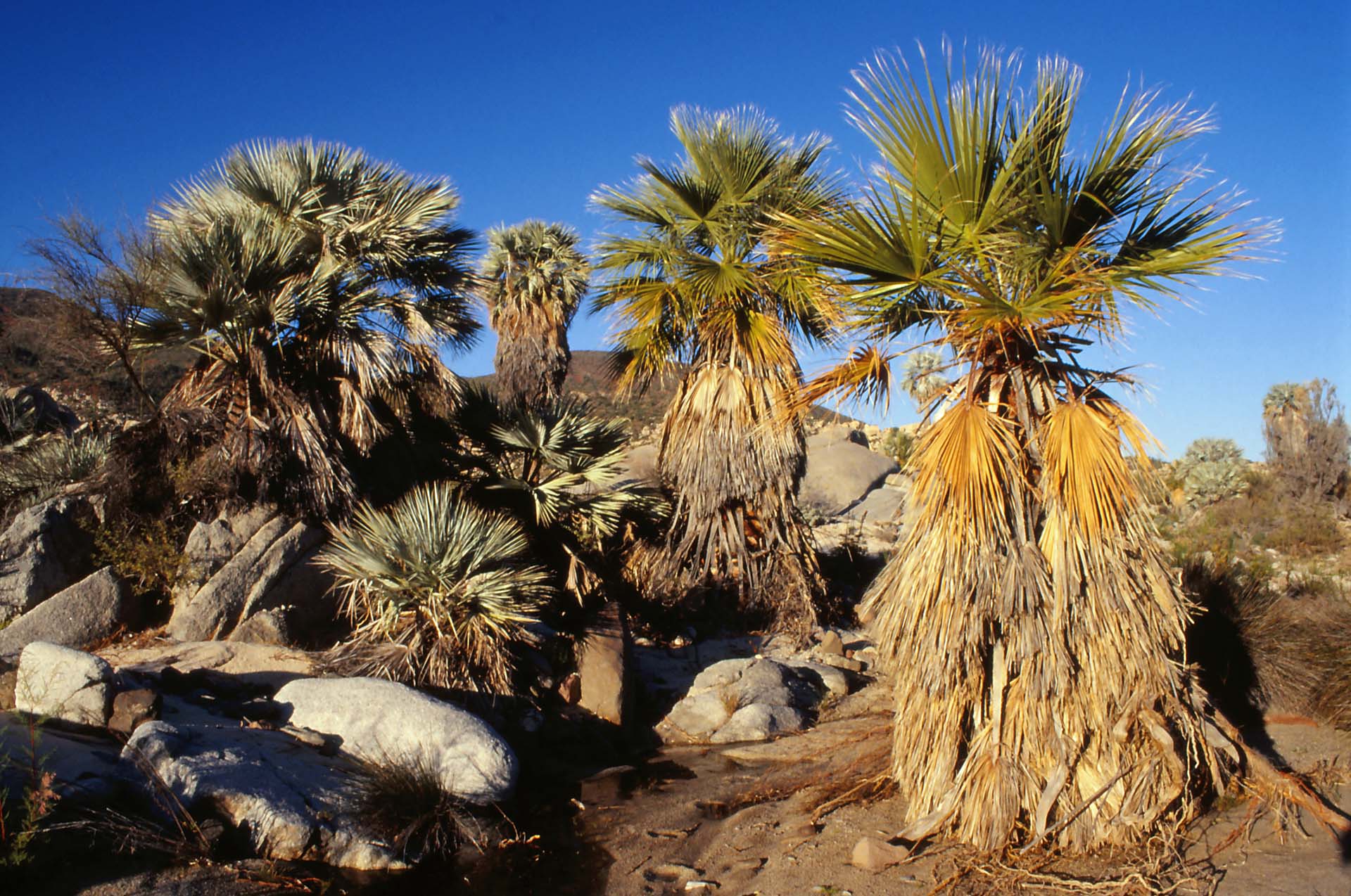 Im Parque Natural del Desierto Central de Baja California am Rancho Santa Inés