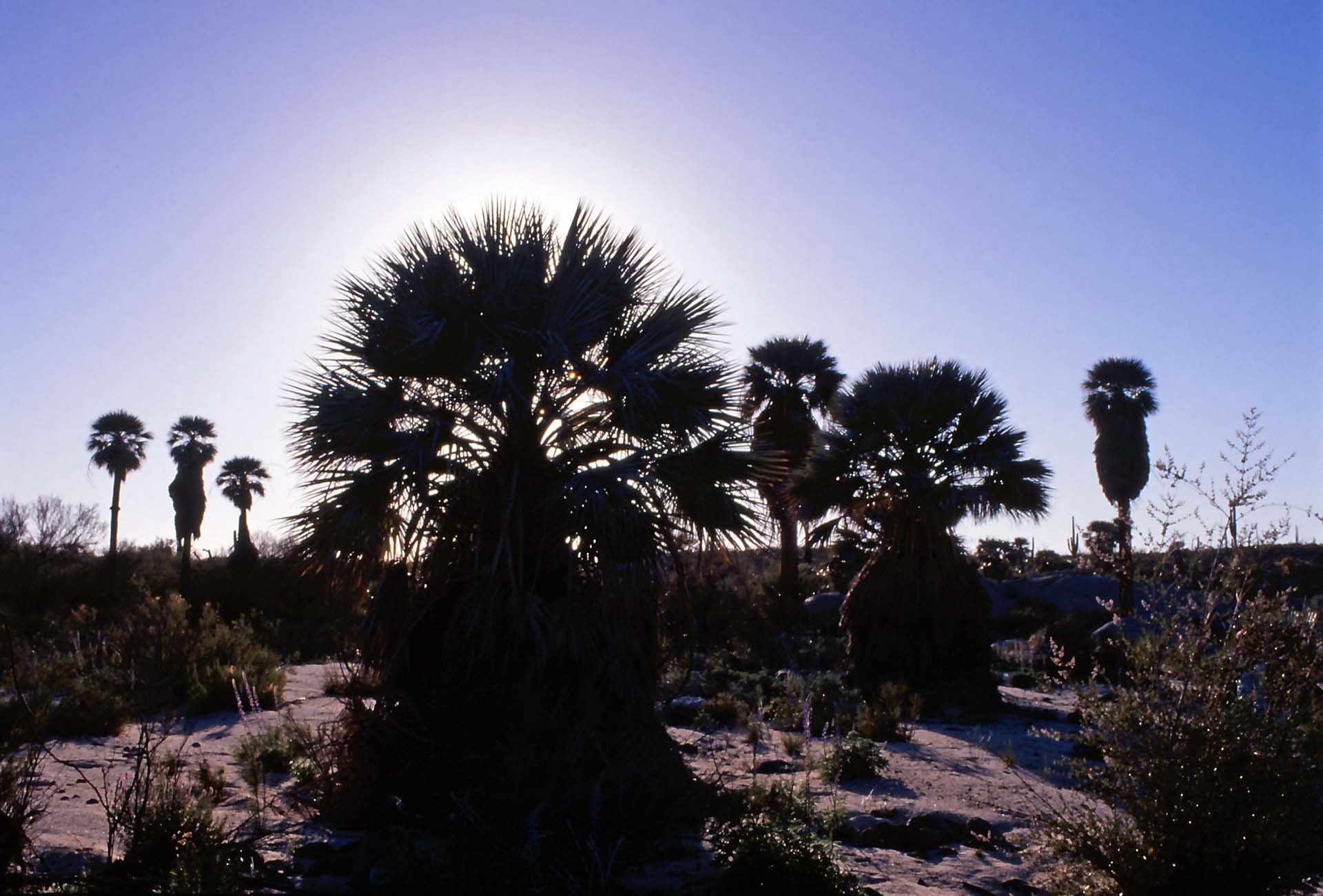 Im Parque Natural del Desierto Central de Baja California am Rancho Santa Inés