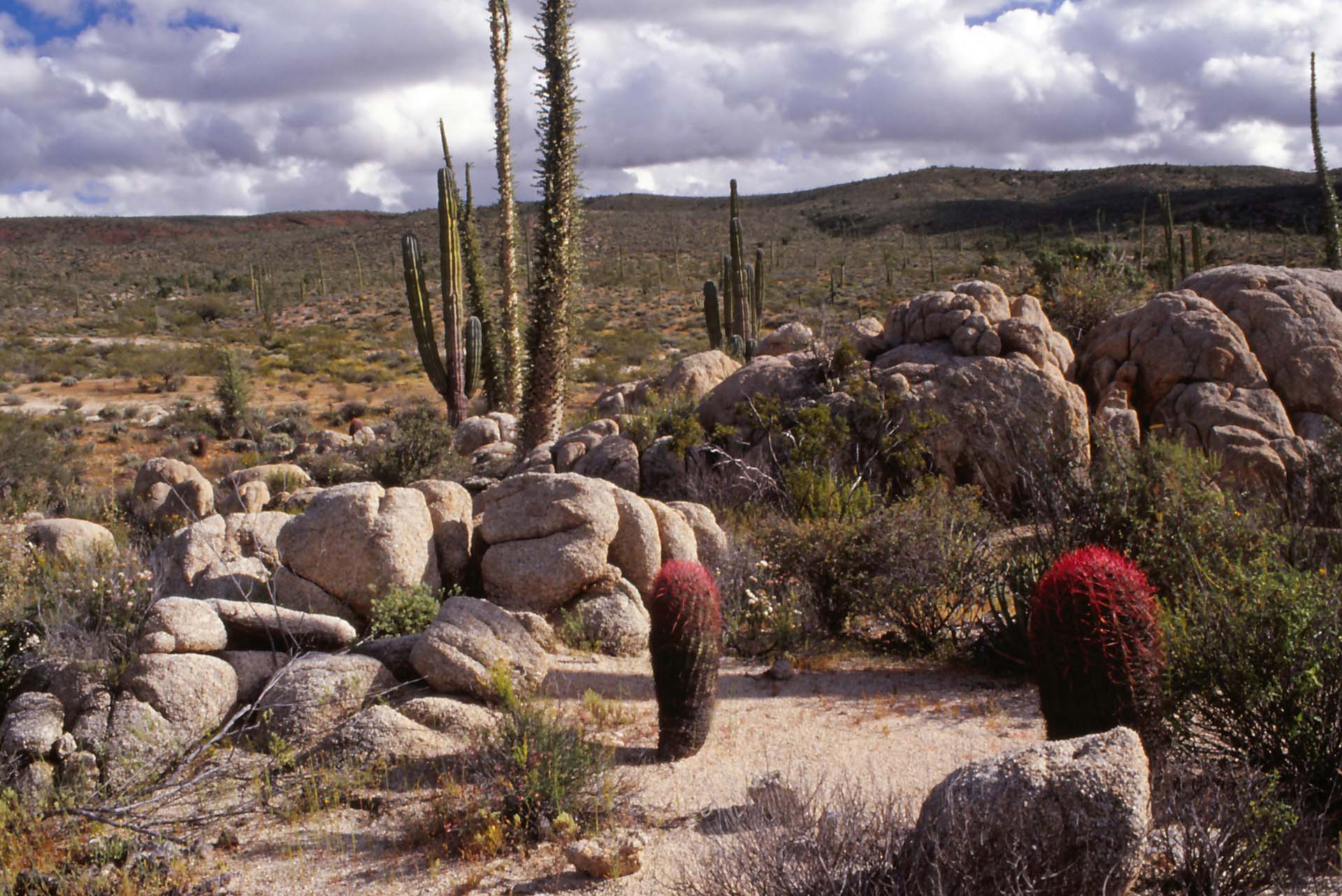 Naturschutzgebiet Zentrale Wüste -Parque Natural del Desierto Central de Baja California