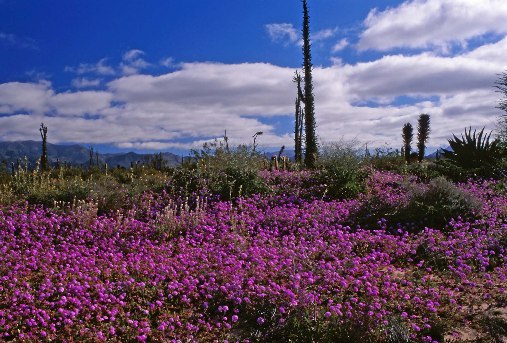 Naturschutzgebiet Zentrale Wüste -Parque Natural del Desierto Central de Baja California