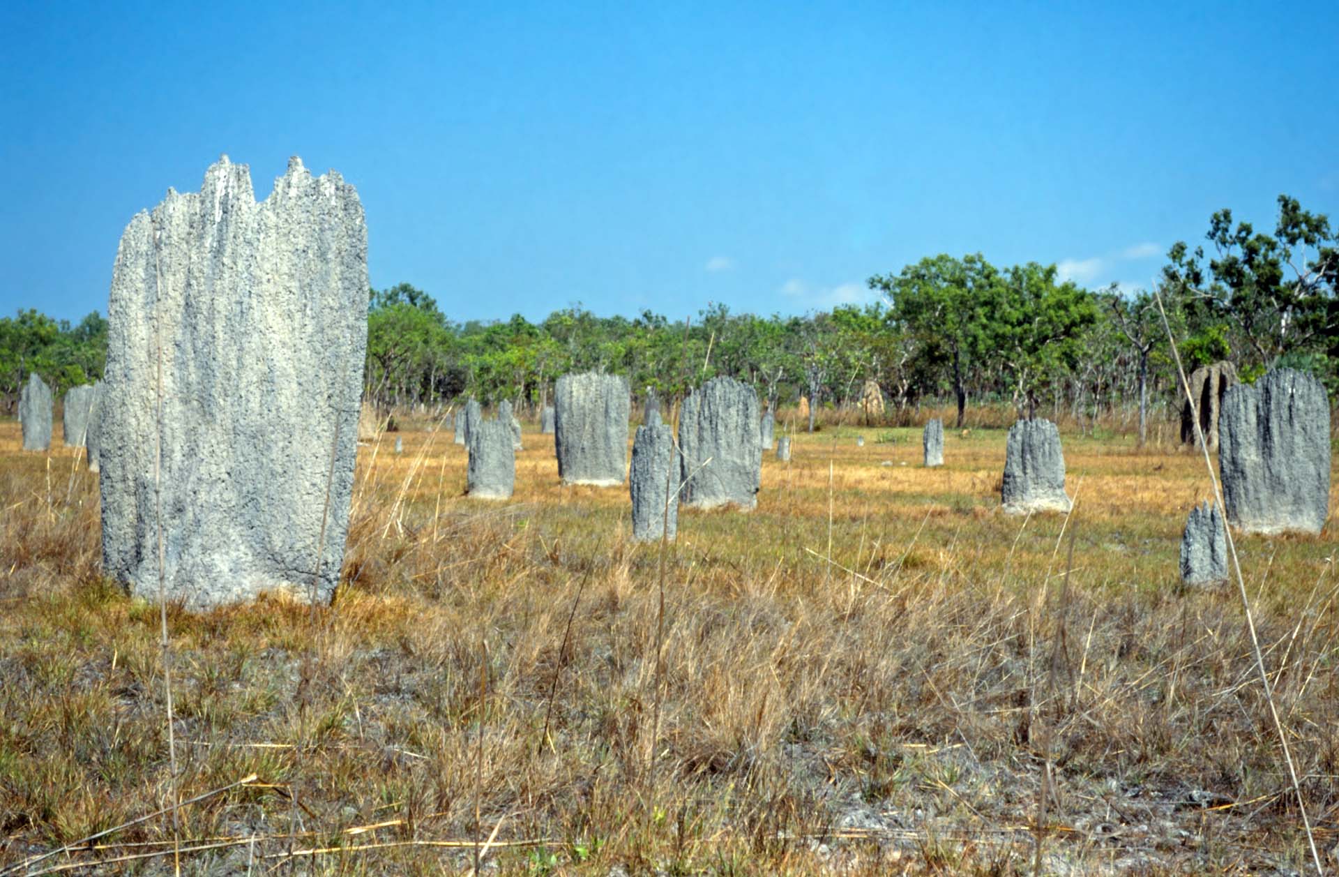 Termitenhügel im Litchfield Nationalpark